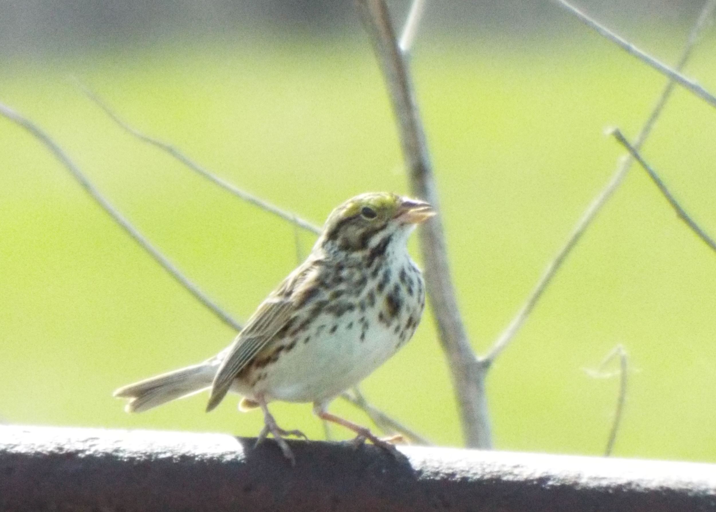 Henslow's Sparrow