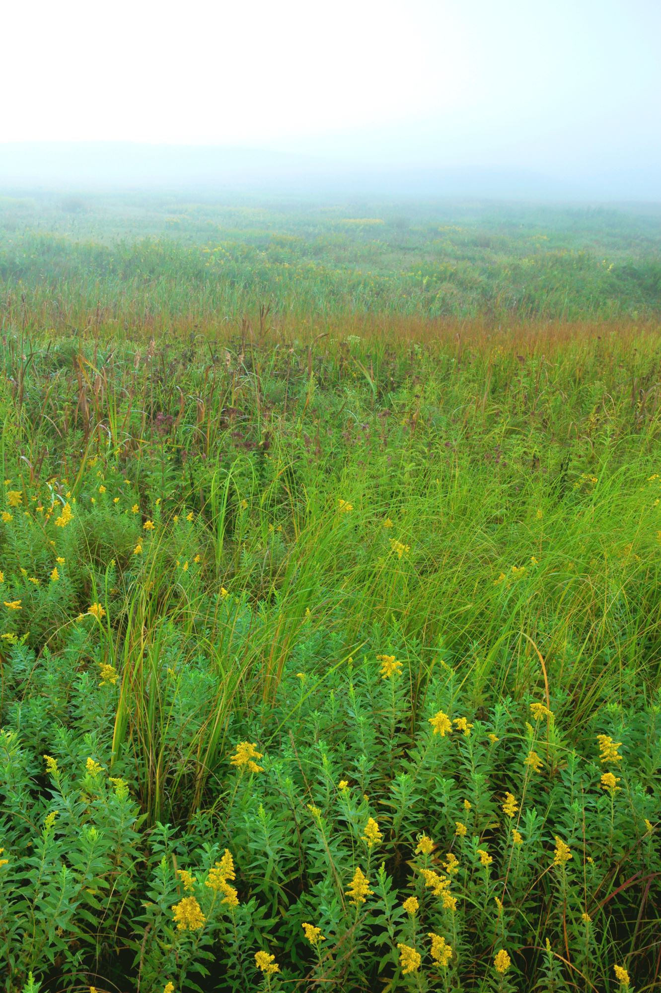 Wetland Wonders