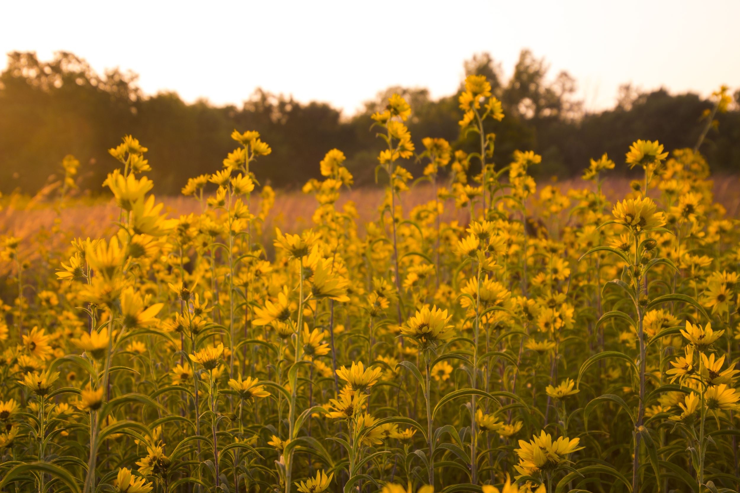 sunflowers