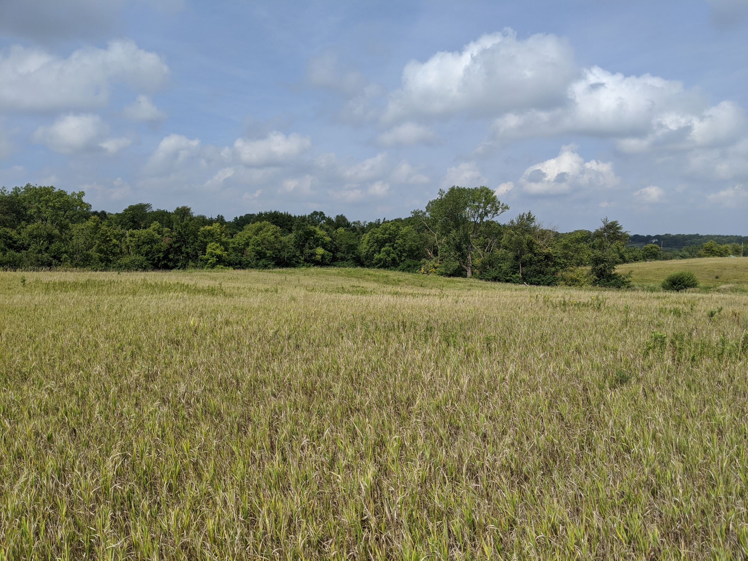 Prairie juxtaposed against blue sky