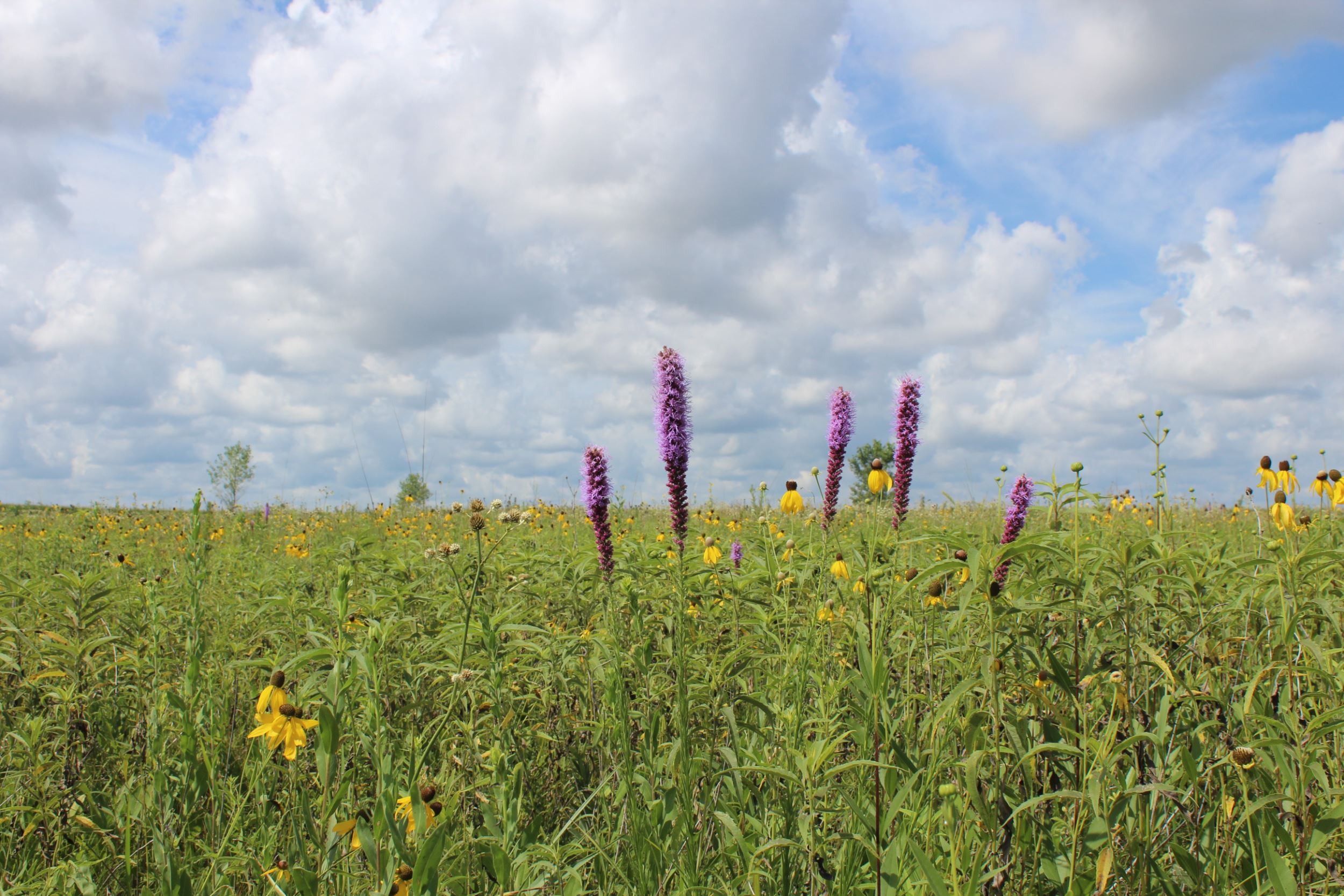 prairie