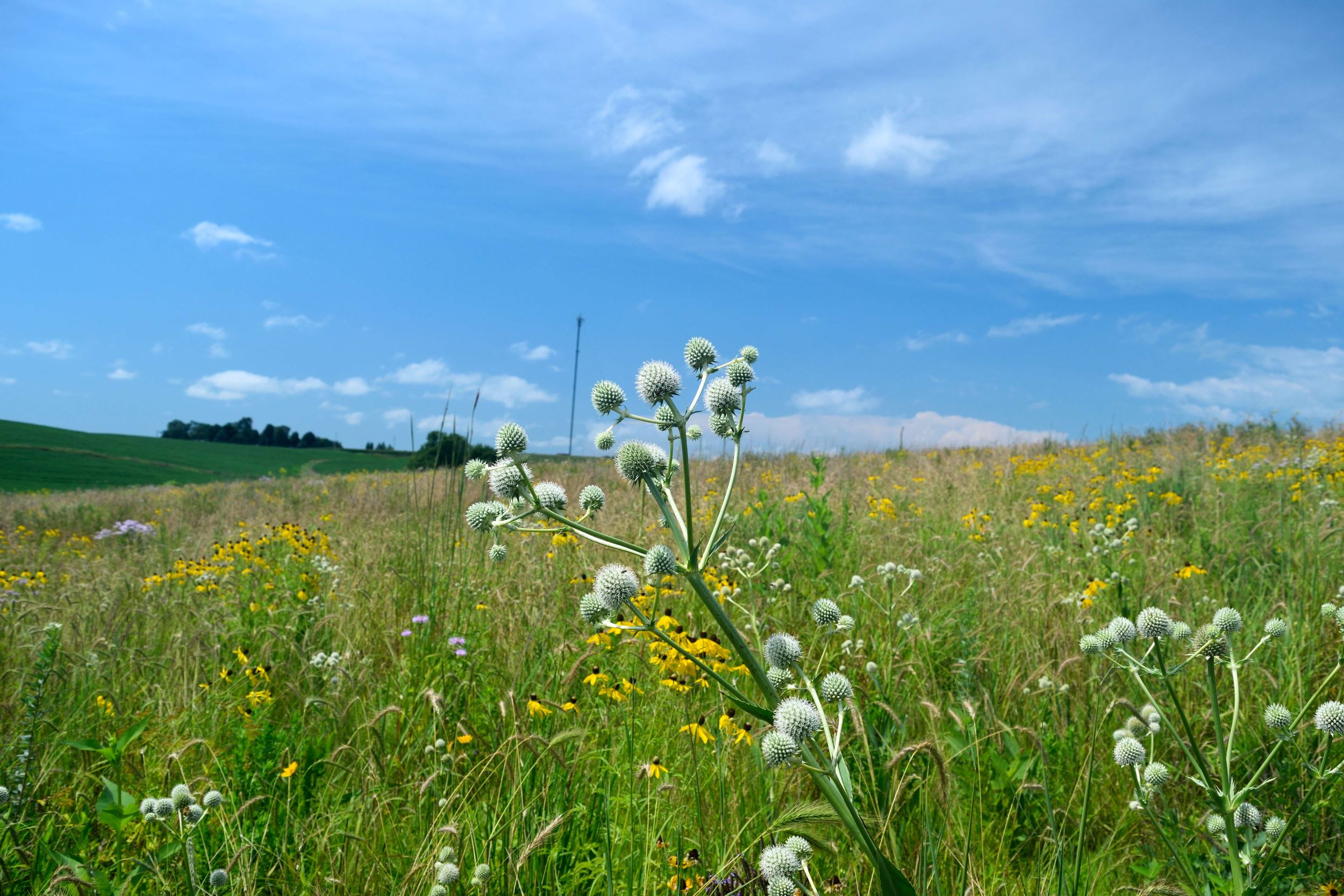 Prairie STRIPS are improving wildlife habitat on Lanz Heritage Farm