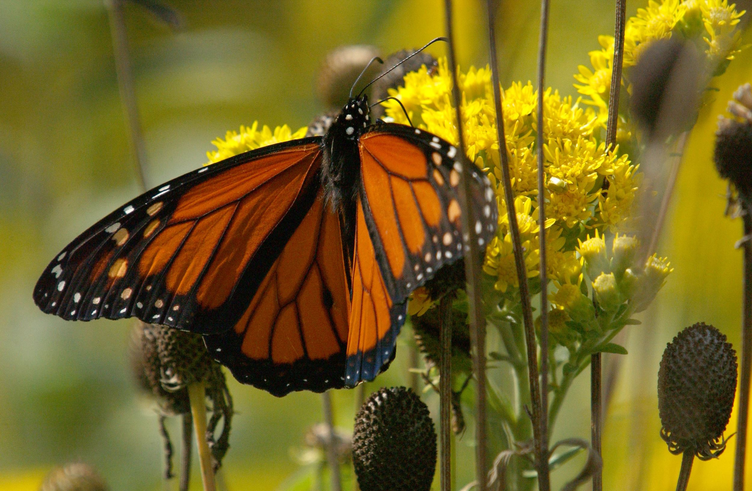 Monarch butterfly in the prairie