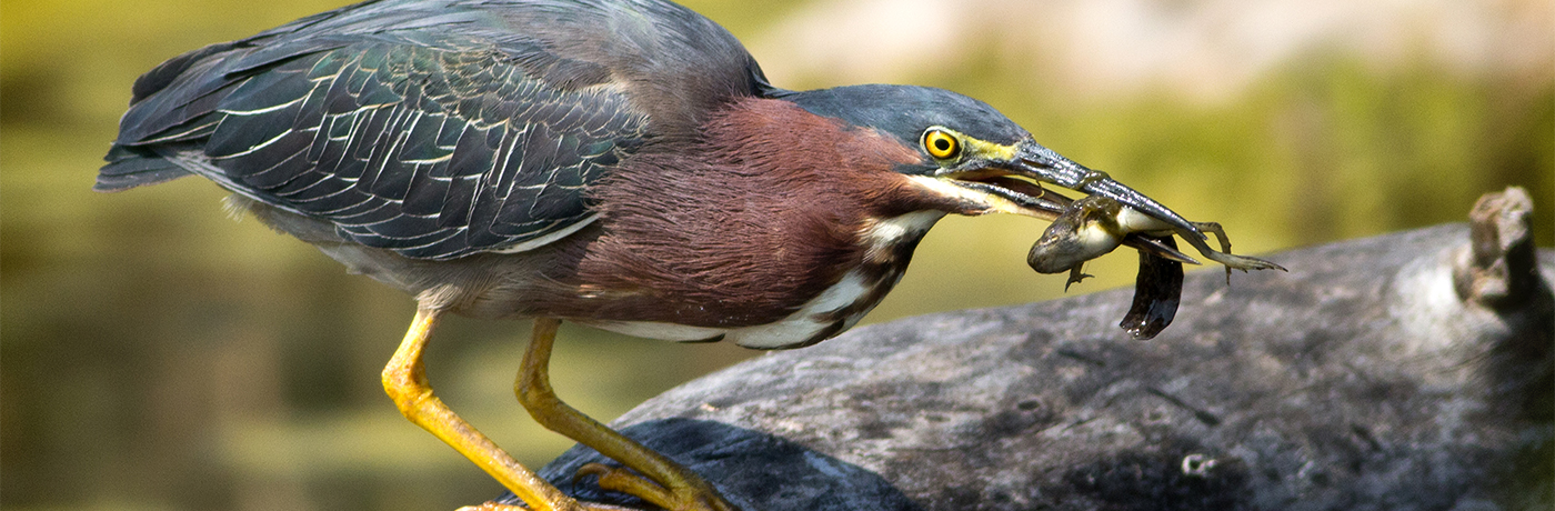 A green heron hunts tadpoles in Madison County