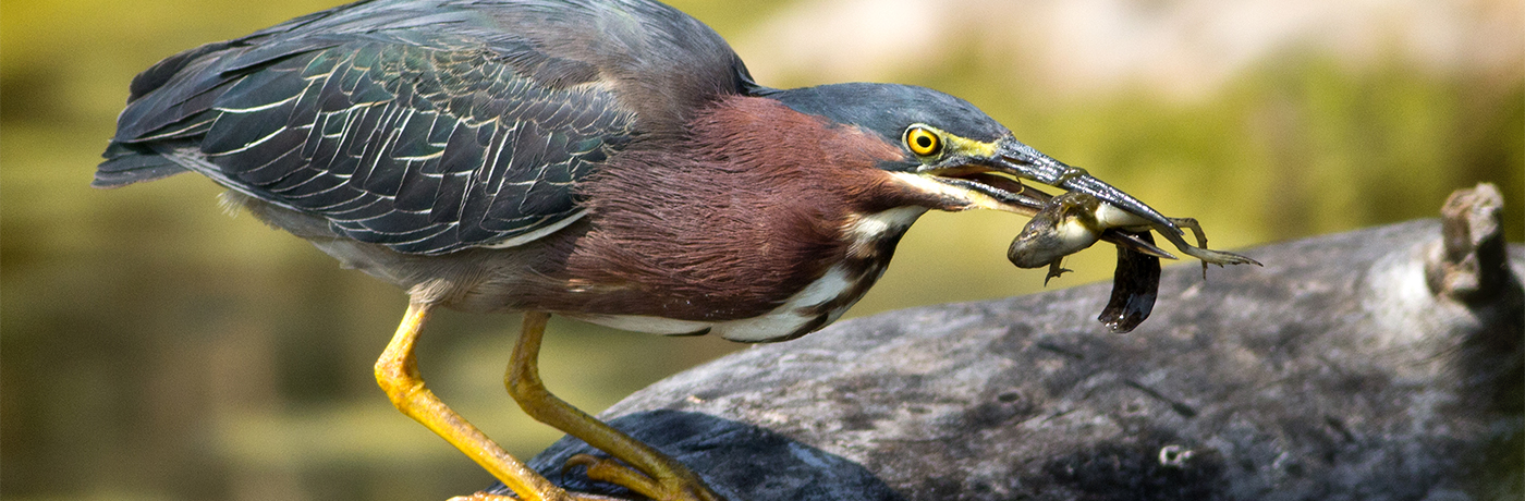 Green Heron with tadpole