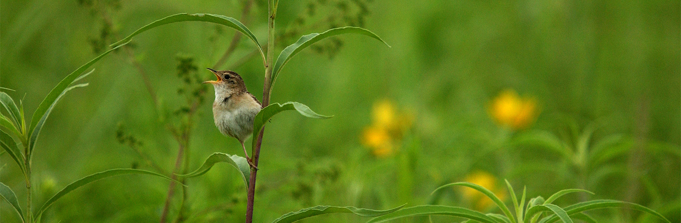 Sedge Wren in Iowa