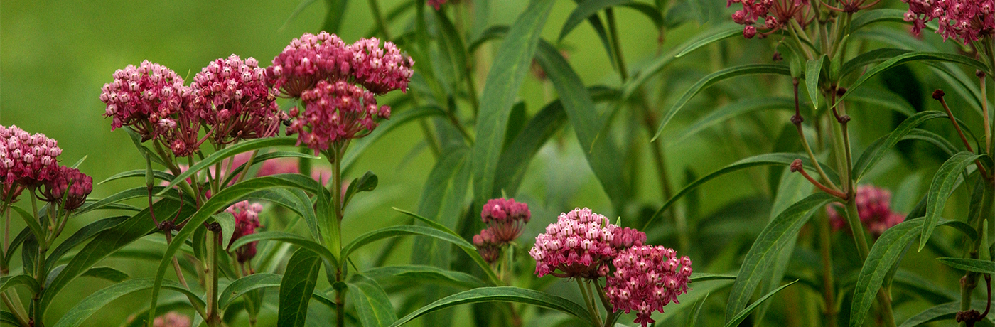 Swamp Milkweed in Iowa