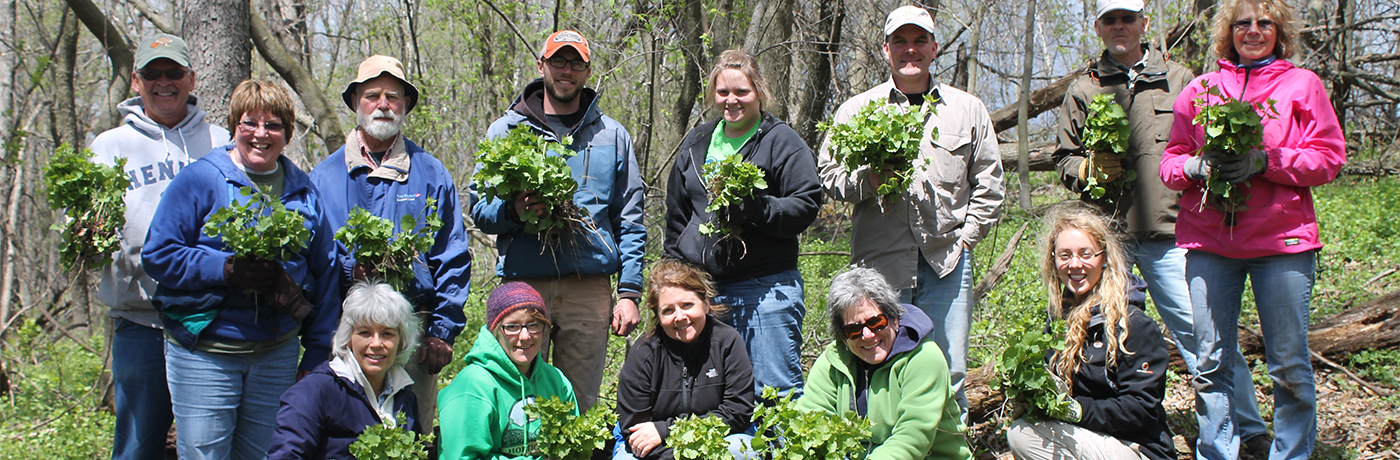 Volunteers pull garlic mustard in Allamakee County