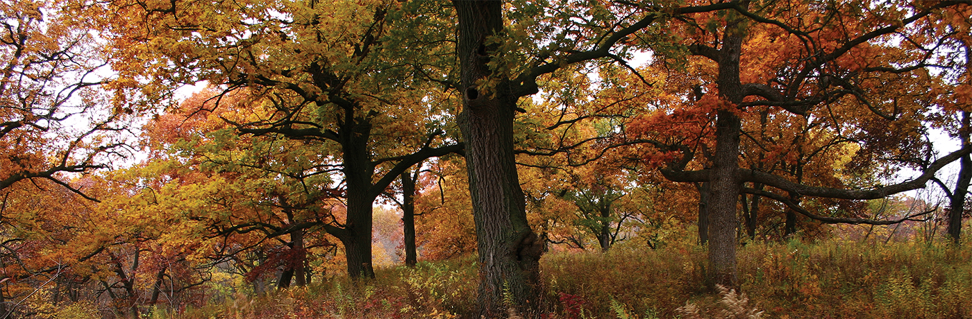 Oak savanna in Iowa Snyder Heritage Farm