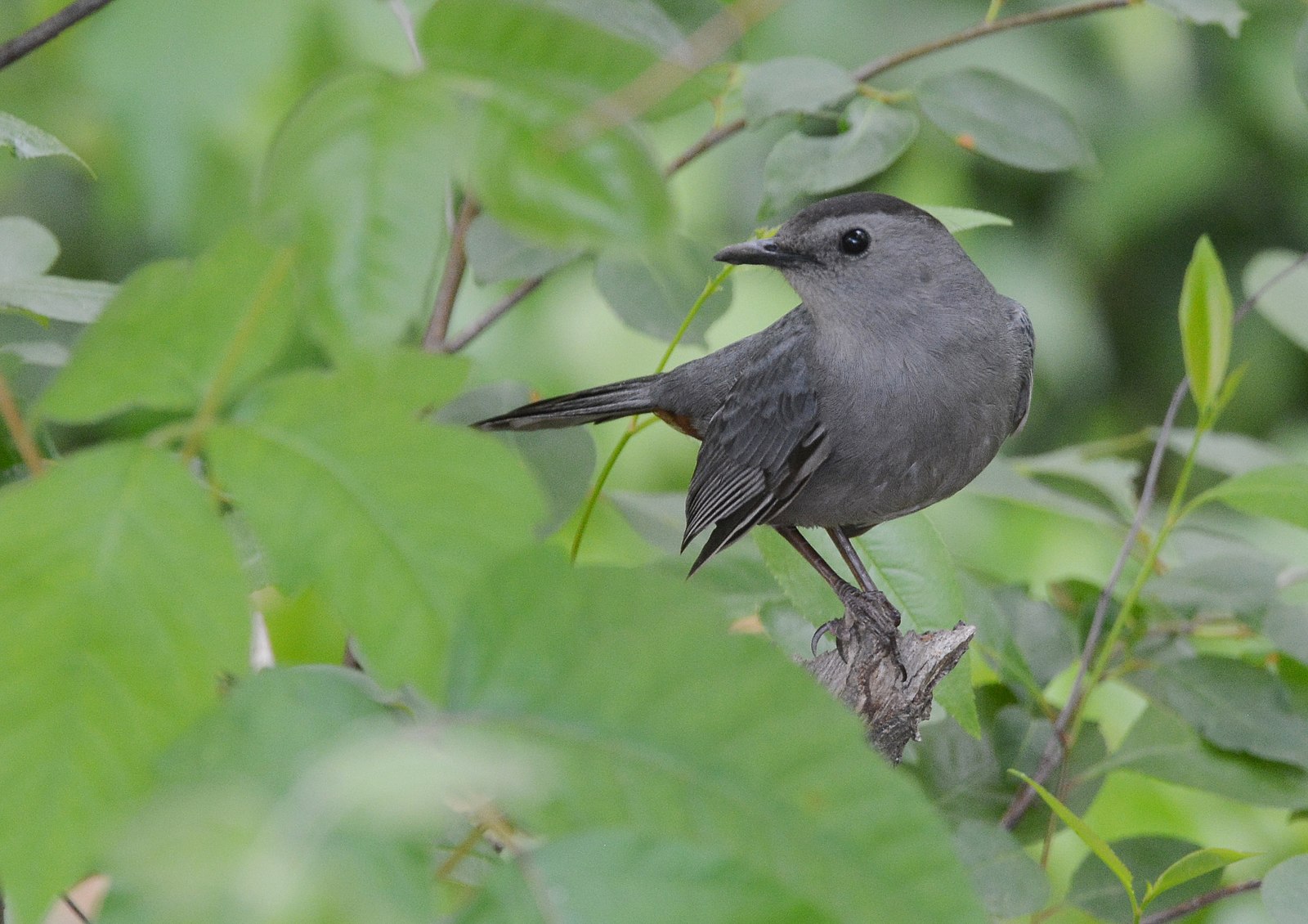 Grey Catbird perched in a tree, looking at the camera.