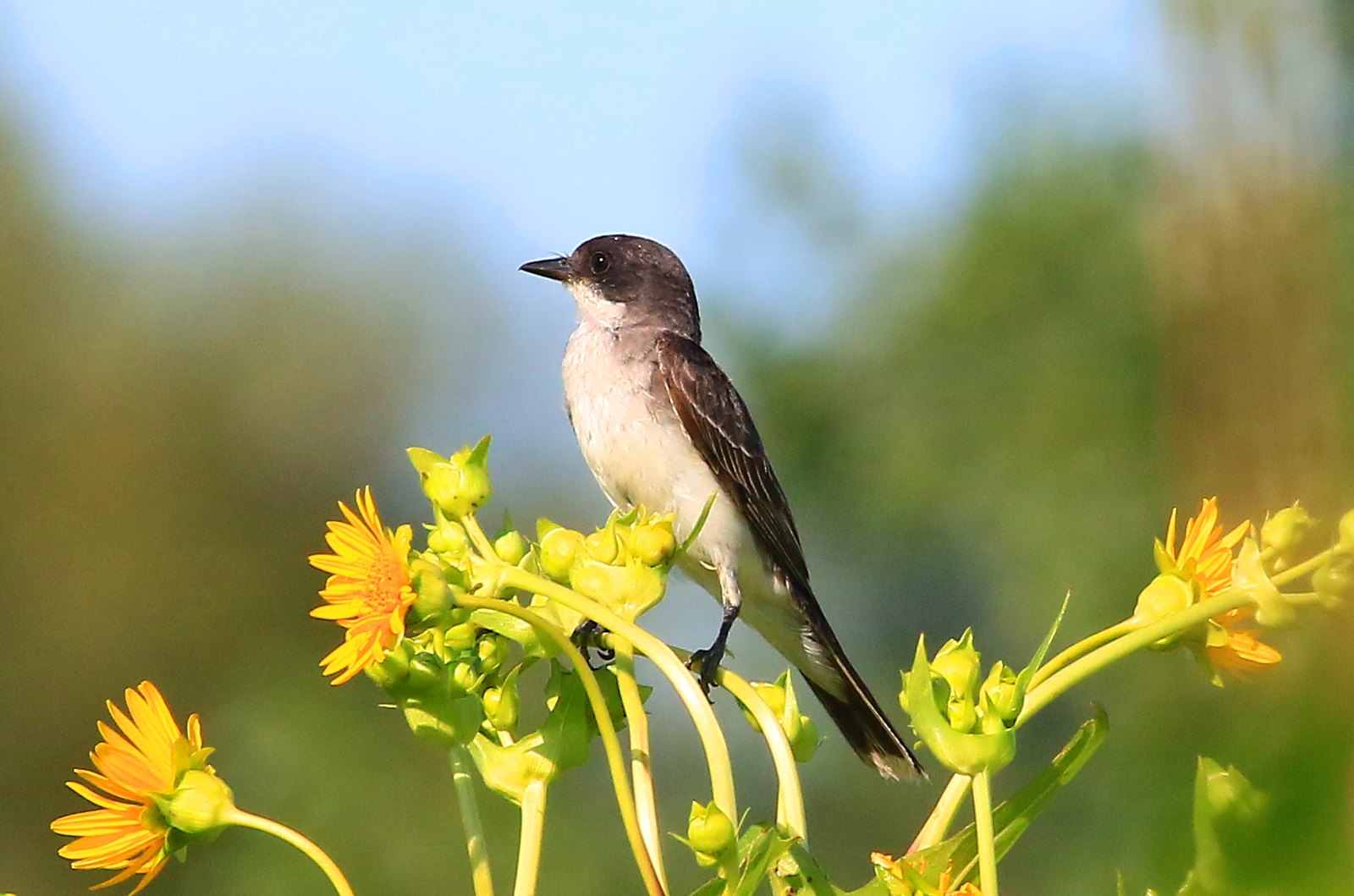 Eastern Kingbird sitting on flowers, photo by Larry Reis