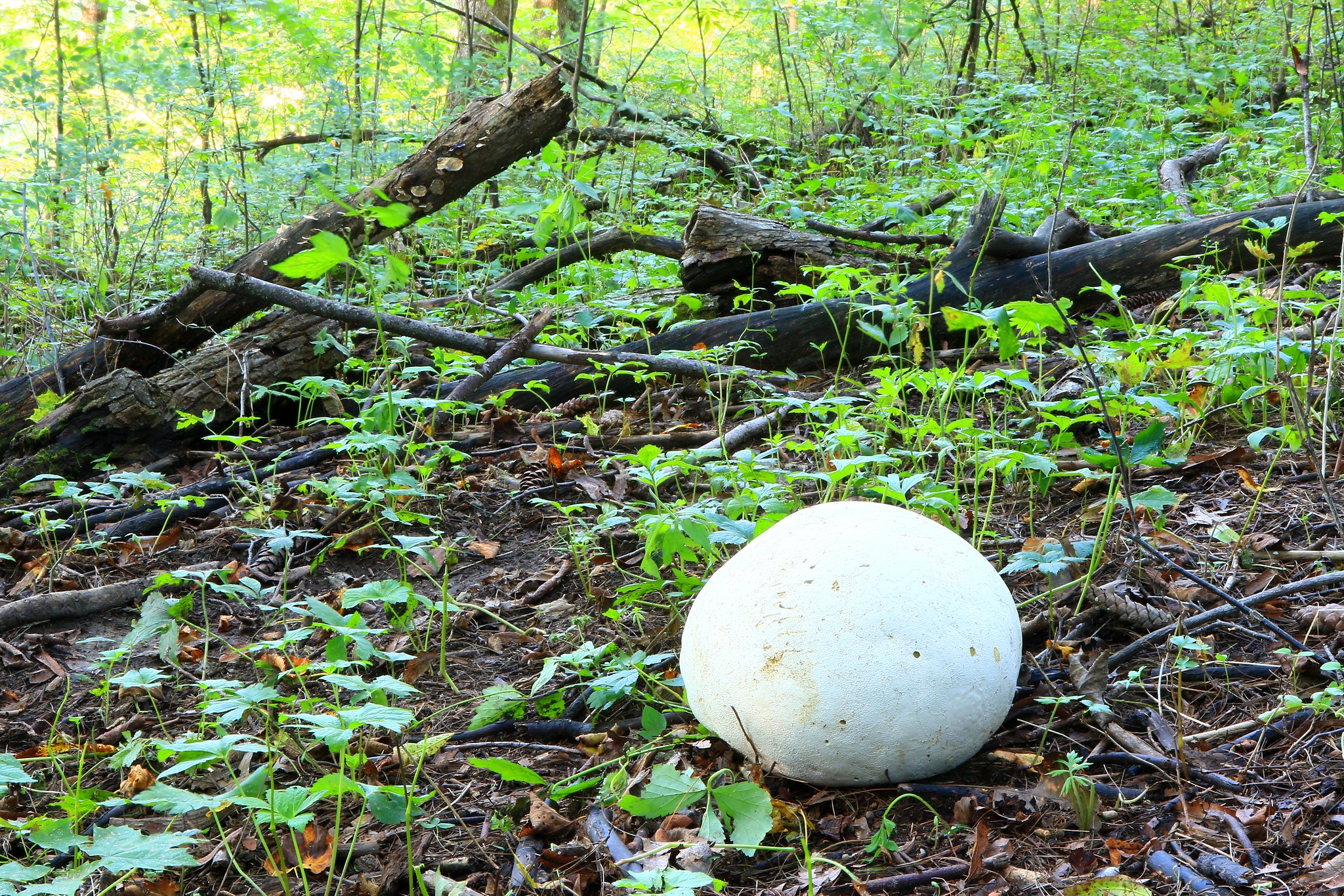 Puffball mushroom, photo by Larry Reis