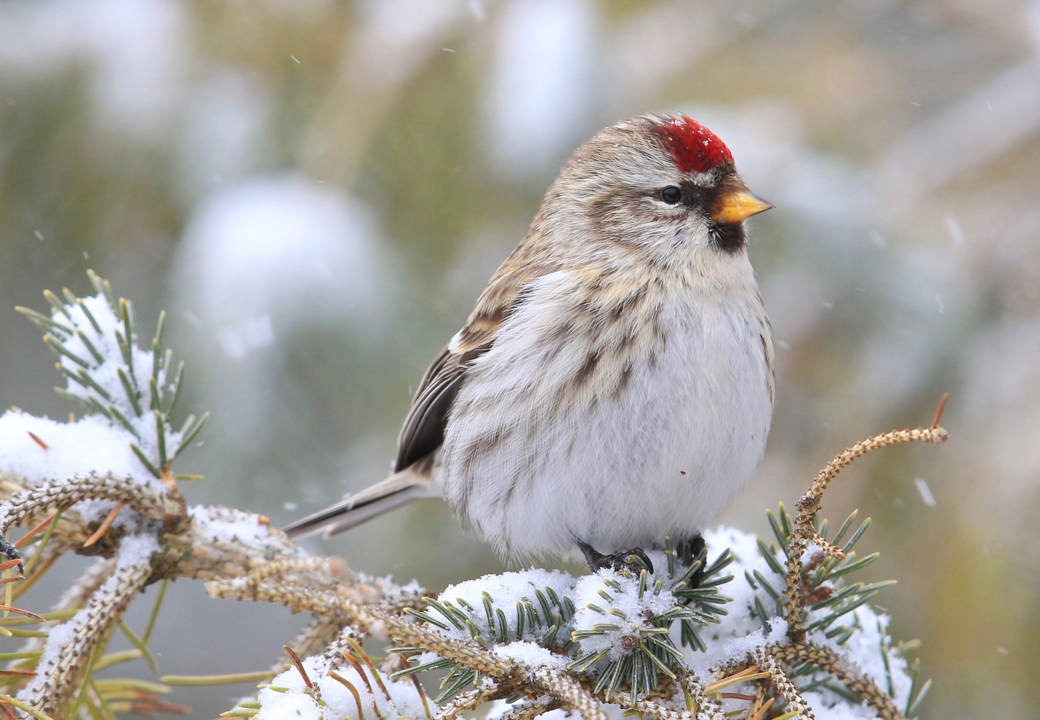 Common Redpoll, Larry Reis