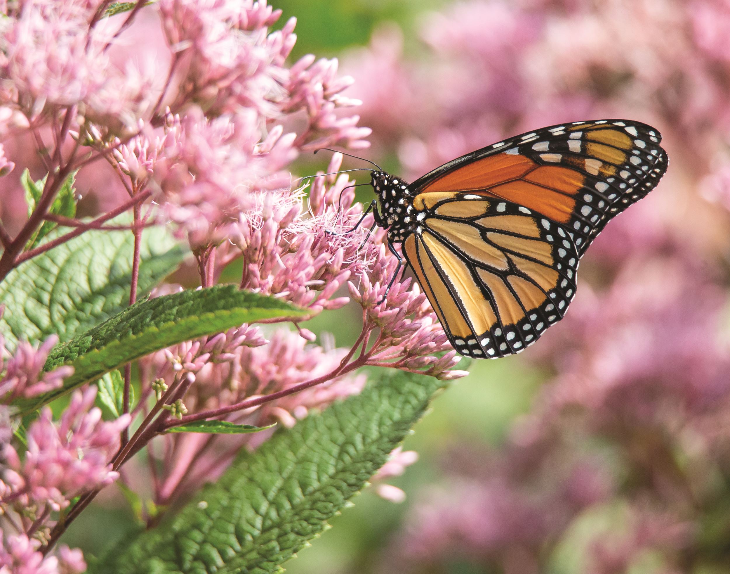 Monarch by Deb Shoning