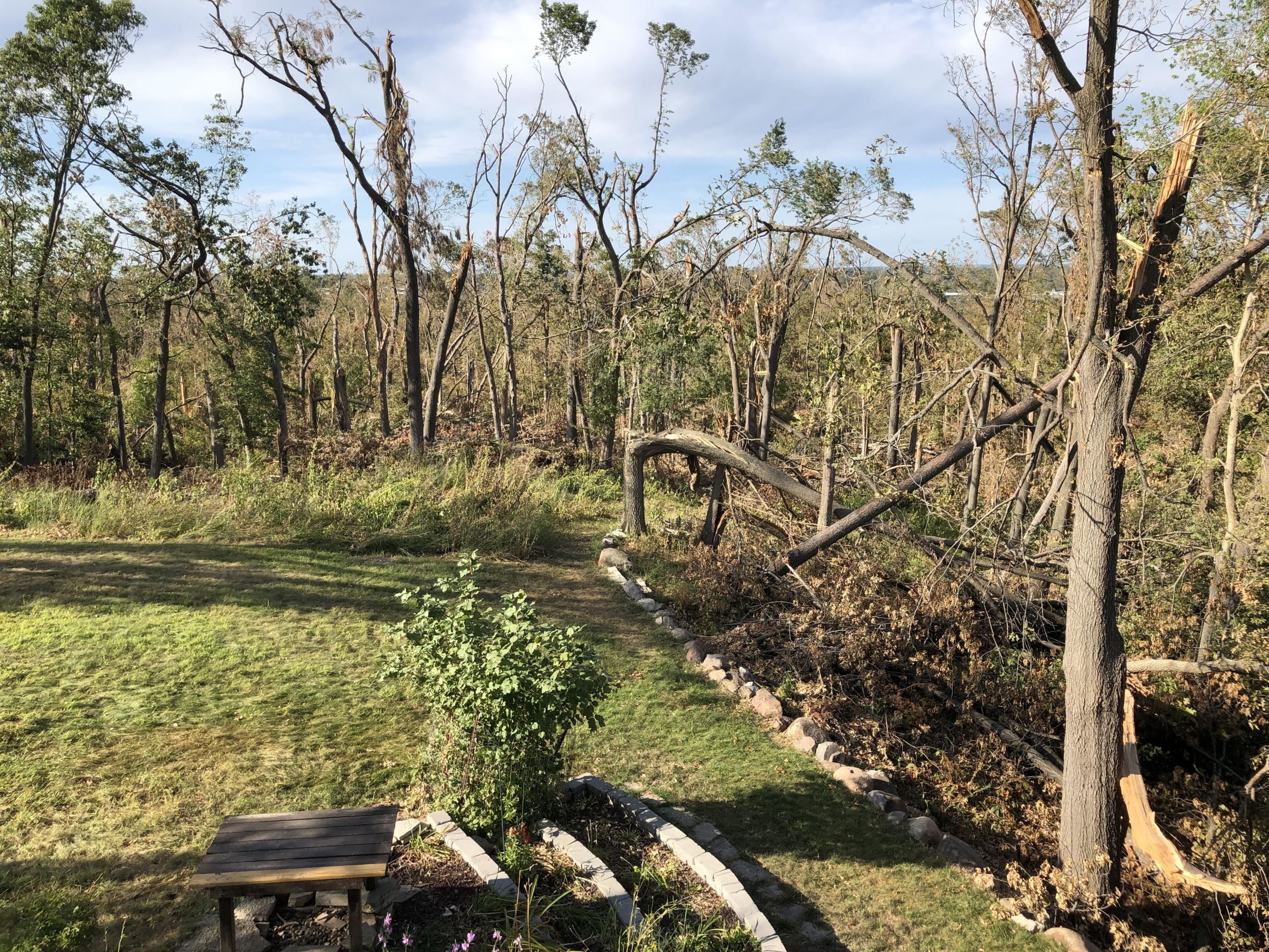 Felled trees at Faulkes Heritage Woods