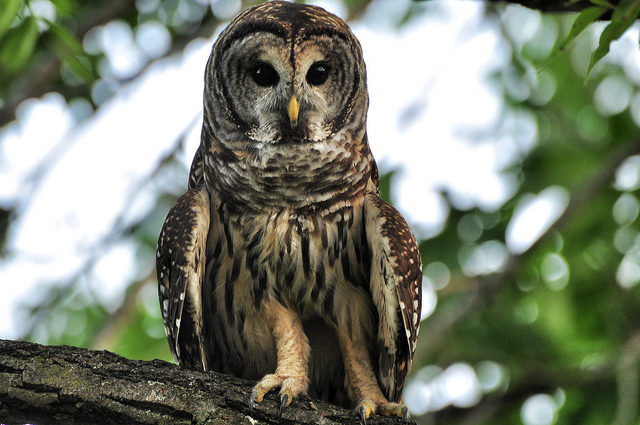 Barred owl