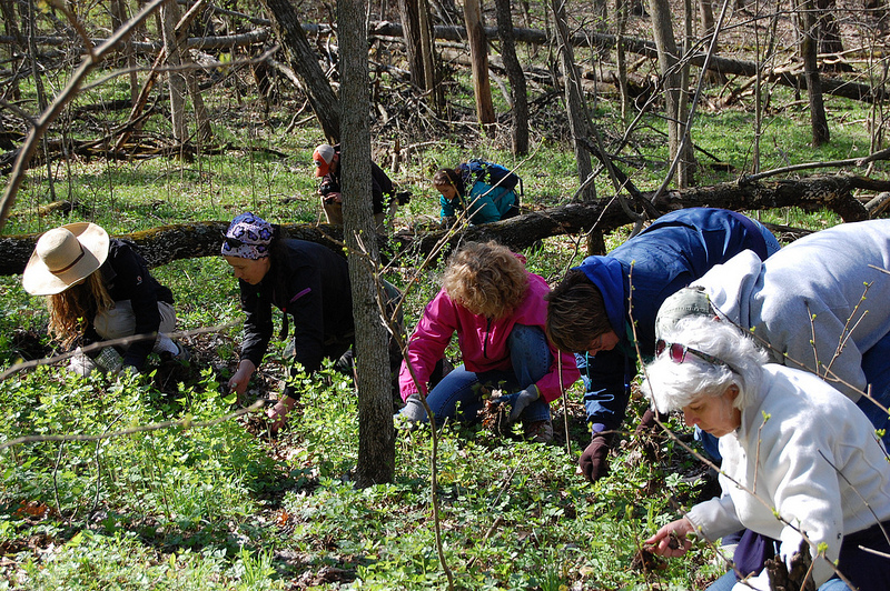 Volunteers pull garlic mustard at Heritage Valley in Allamakee County.