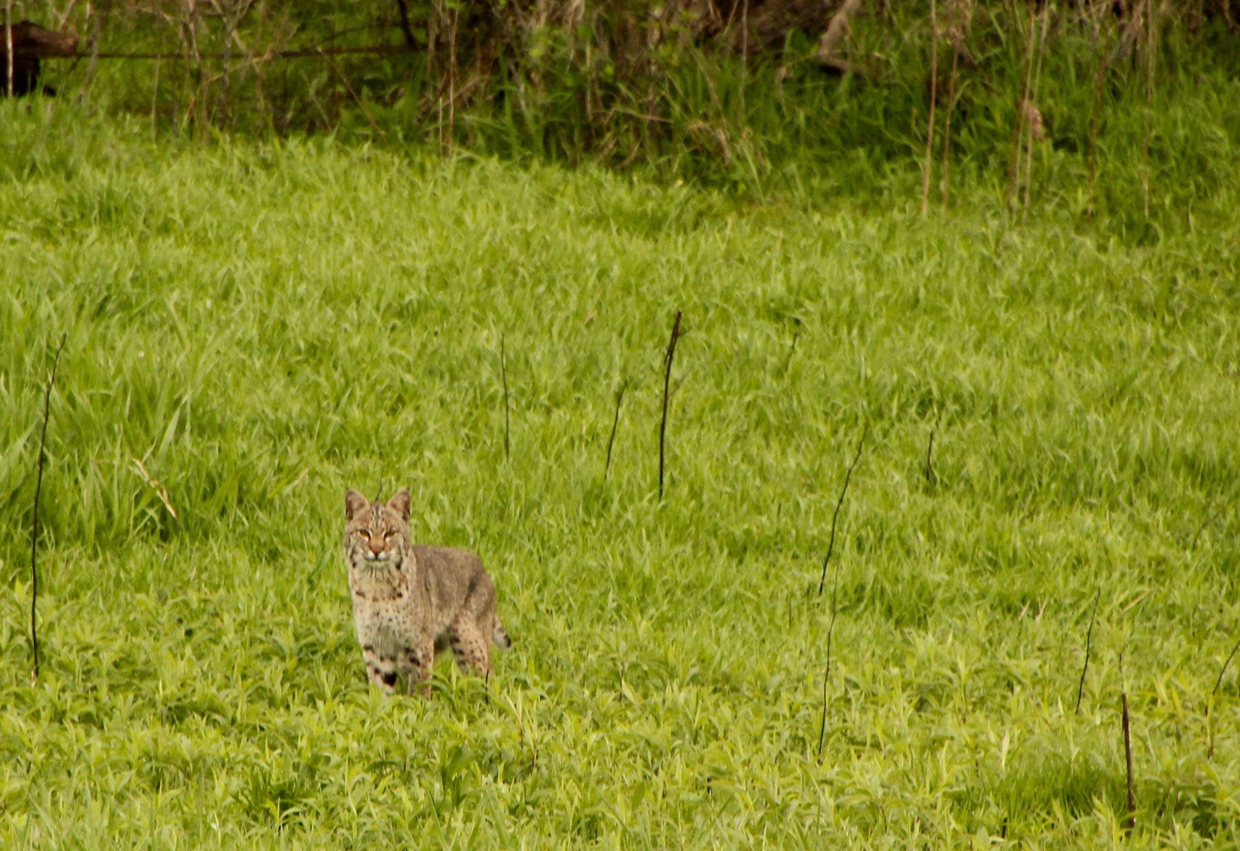 Bobcat