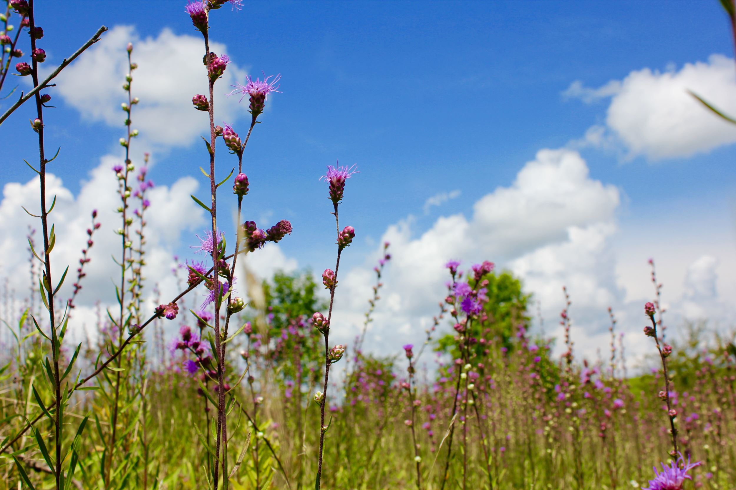 Wildflowers