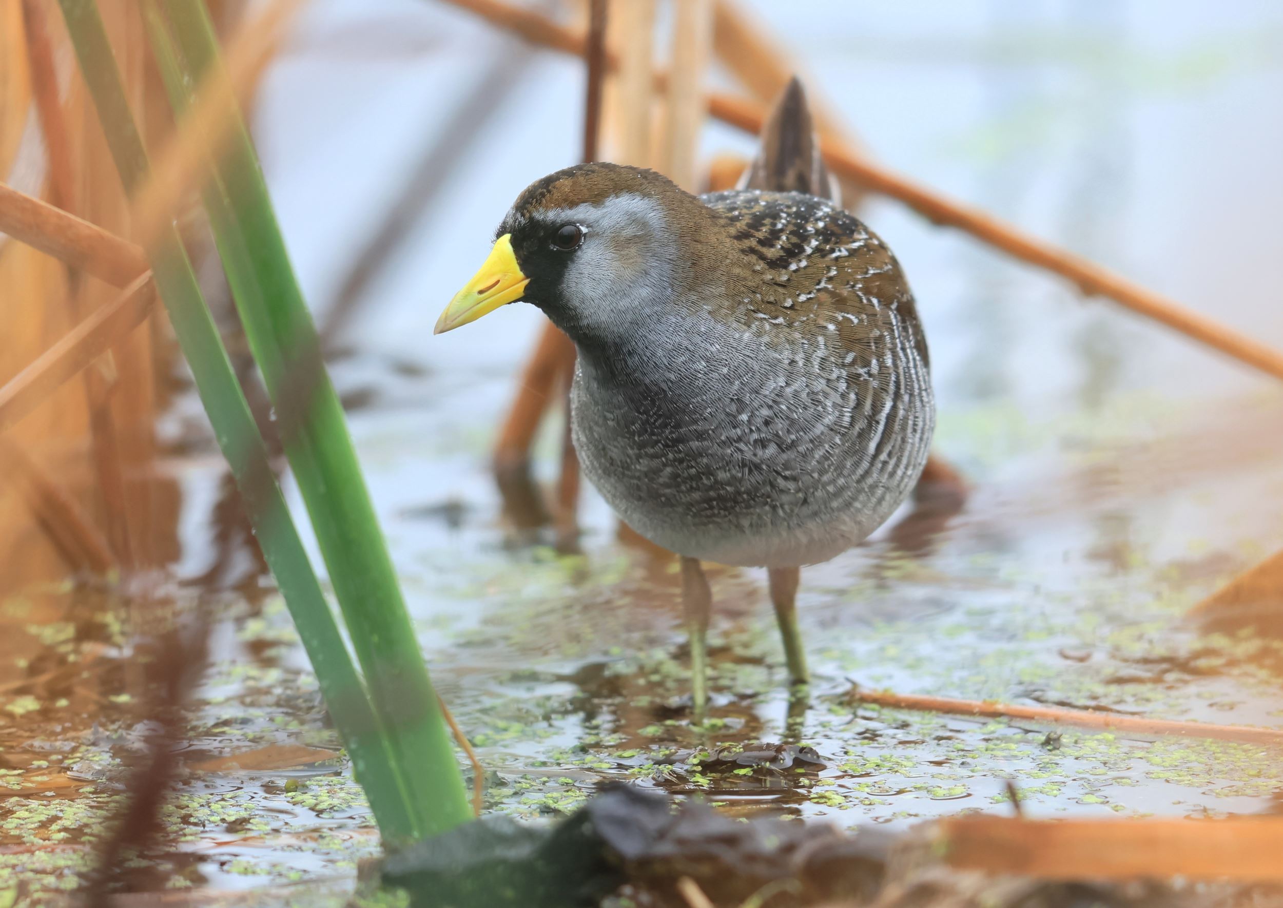 Sora, photo by Larry Reis