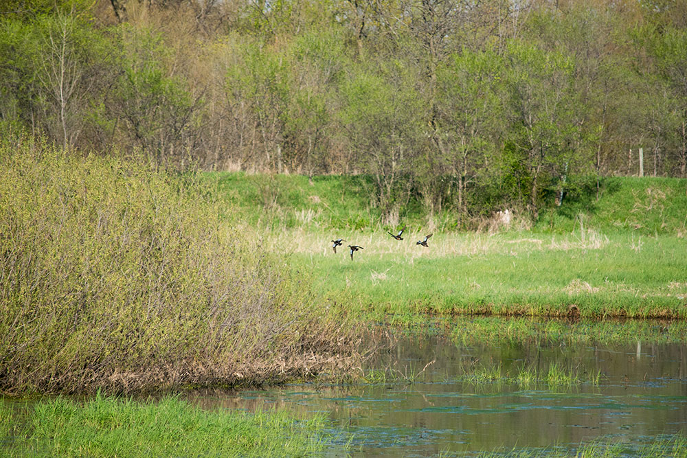 Birds flying over marsh