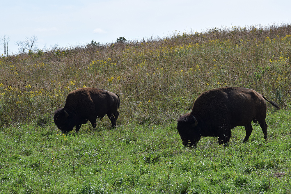 bison