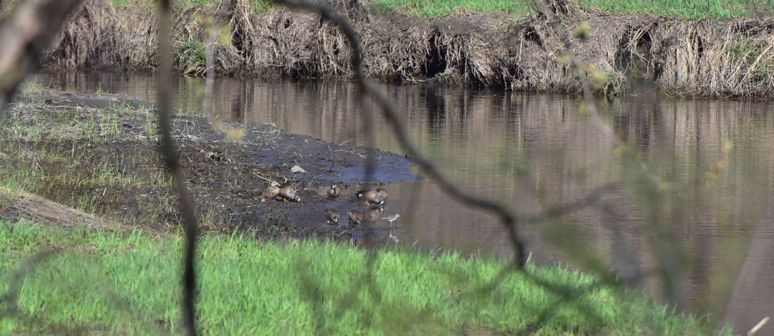 The winding oxbows of Prairie Creek attract a wide variety of waterfowl.