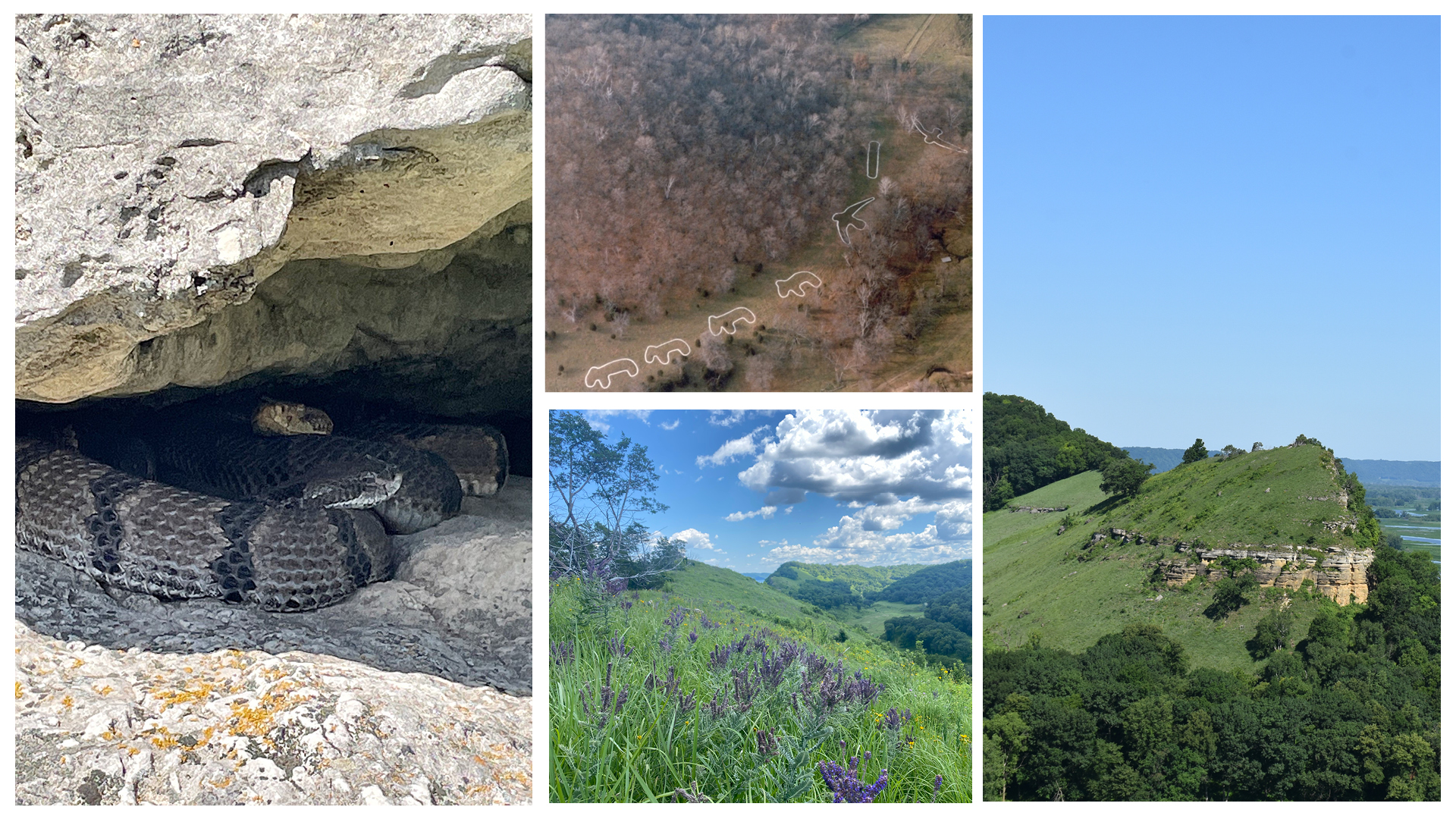 Photo collage featuring rattlesnakes, effigy mounds, leadplant and Capoli bluff.