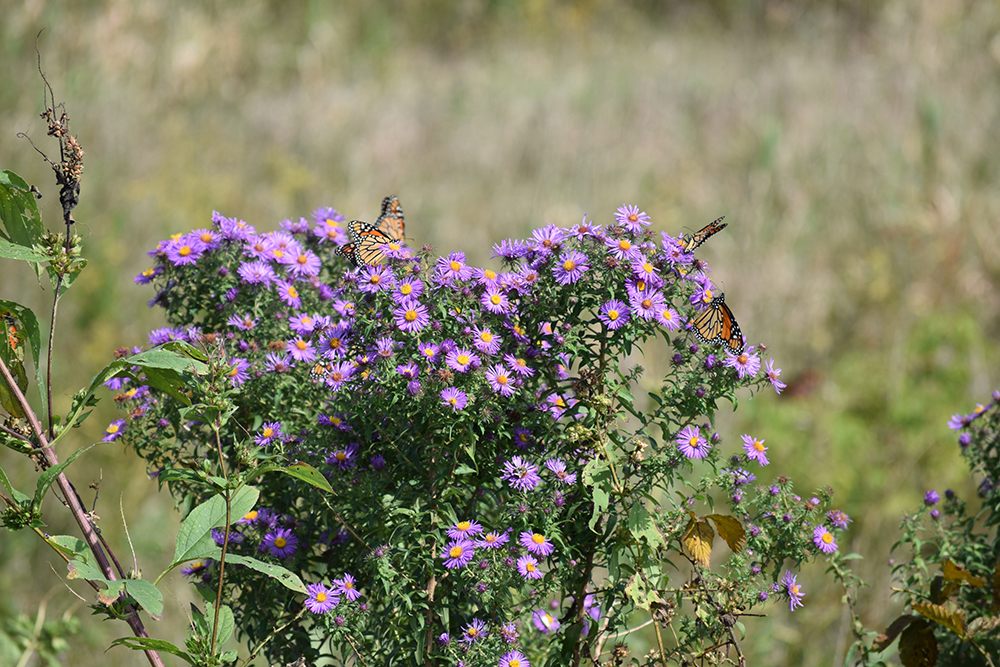 butterflies