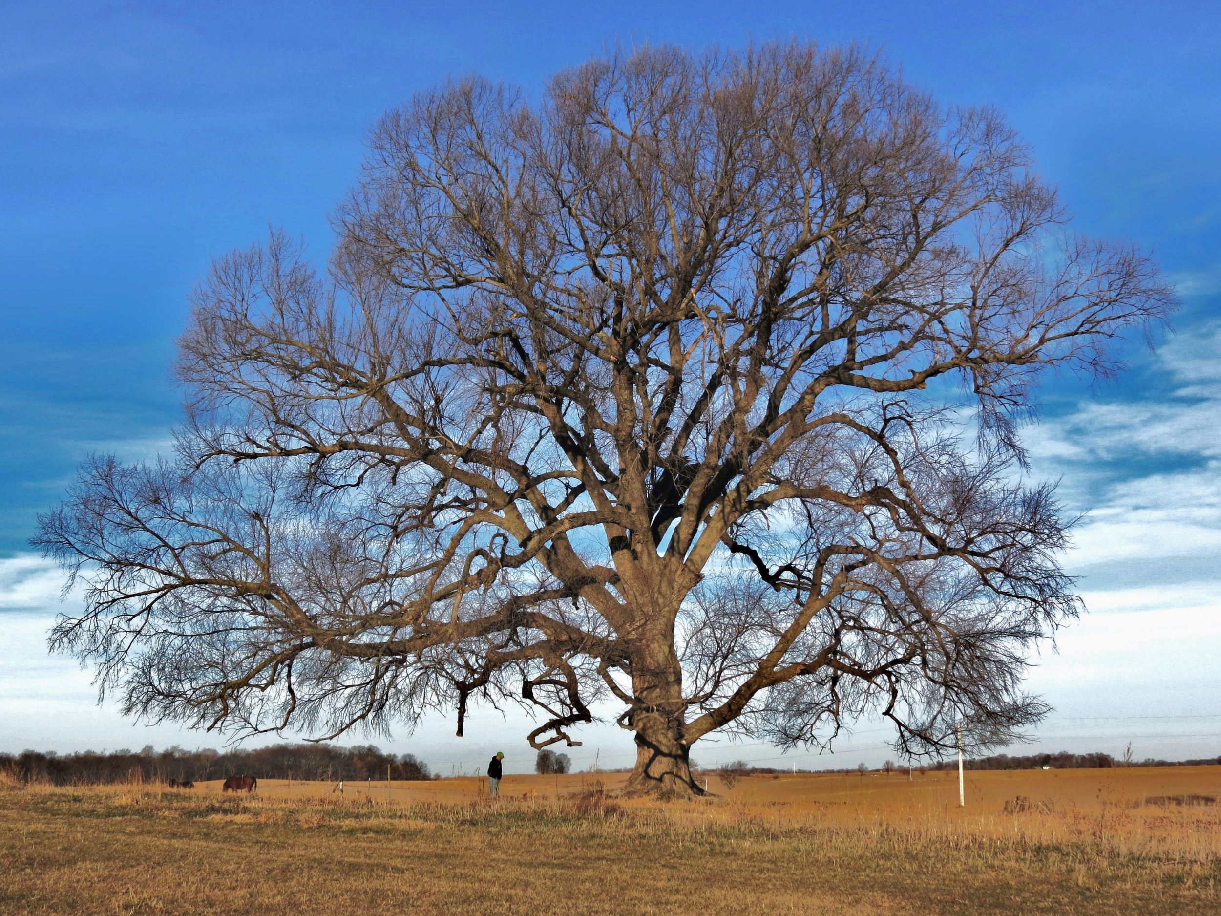 A rare American Elm stand in Marshall County