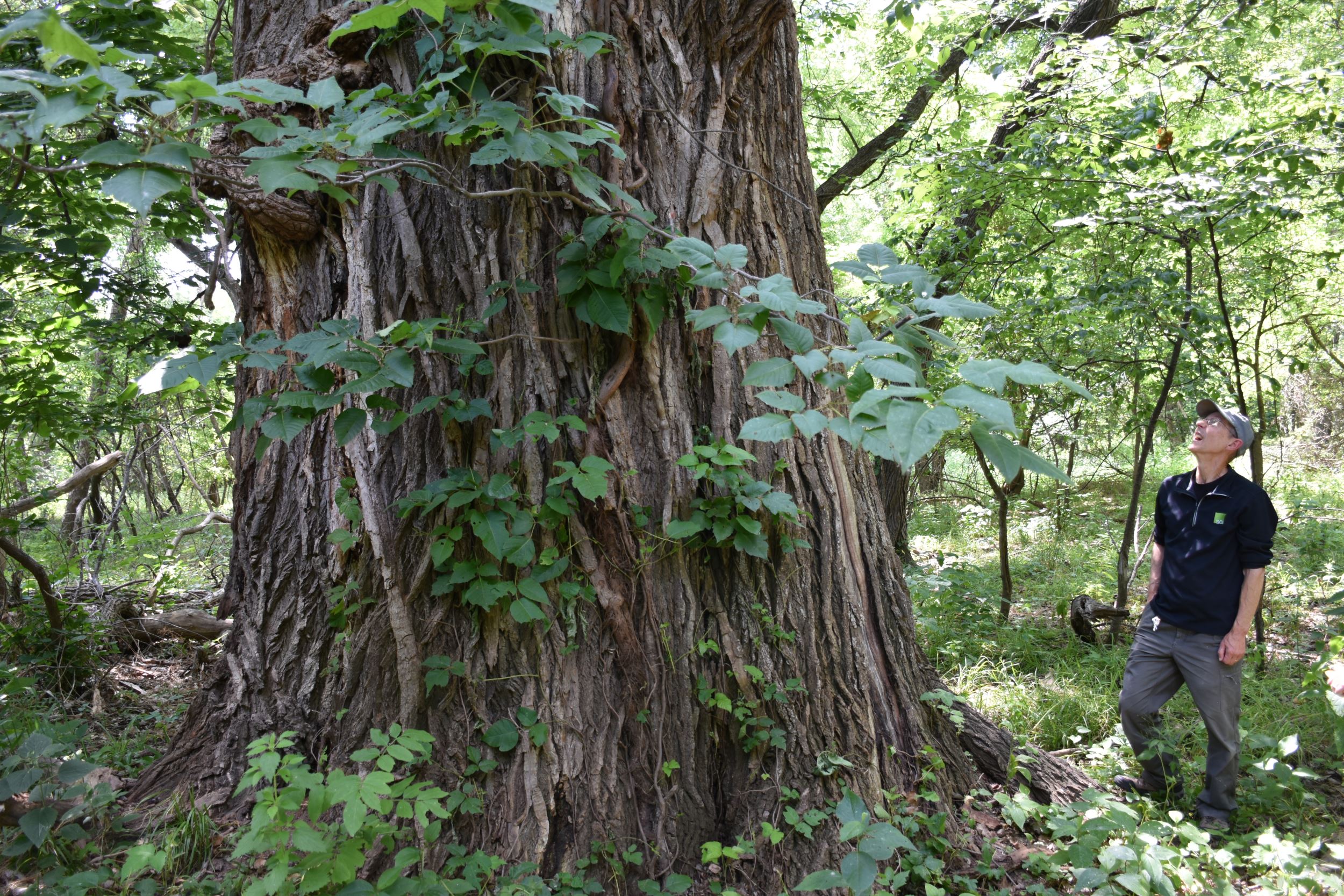 Mark Rouw stares up at a large cottonwood tree in Prospect Park in Des Moines