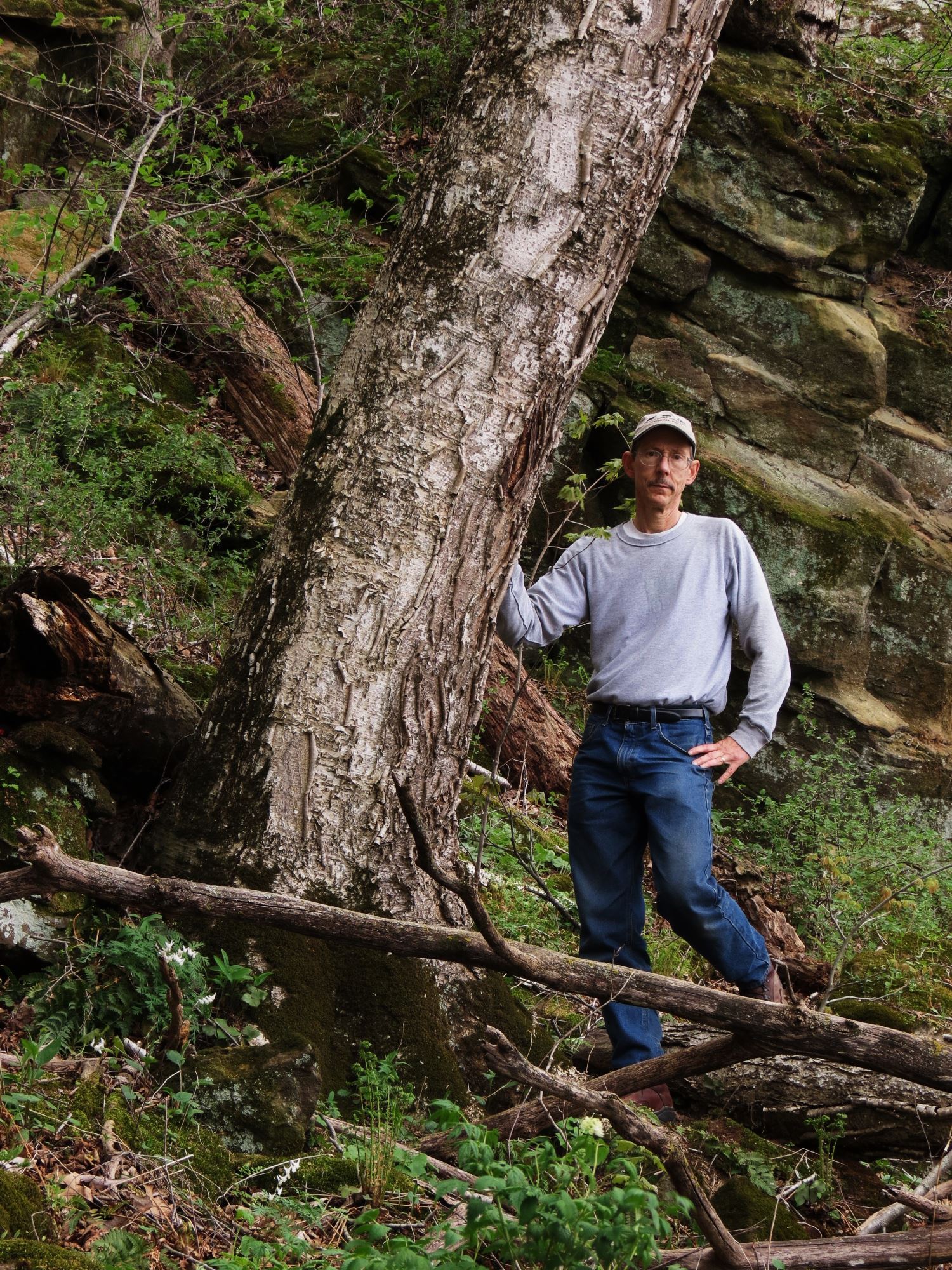Mark Rouw Stands next to the champion yellow birch at a state preserve. 