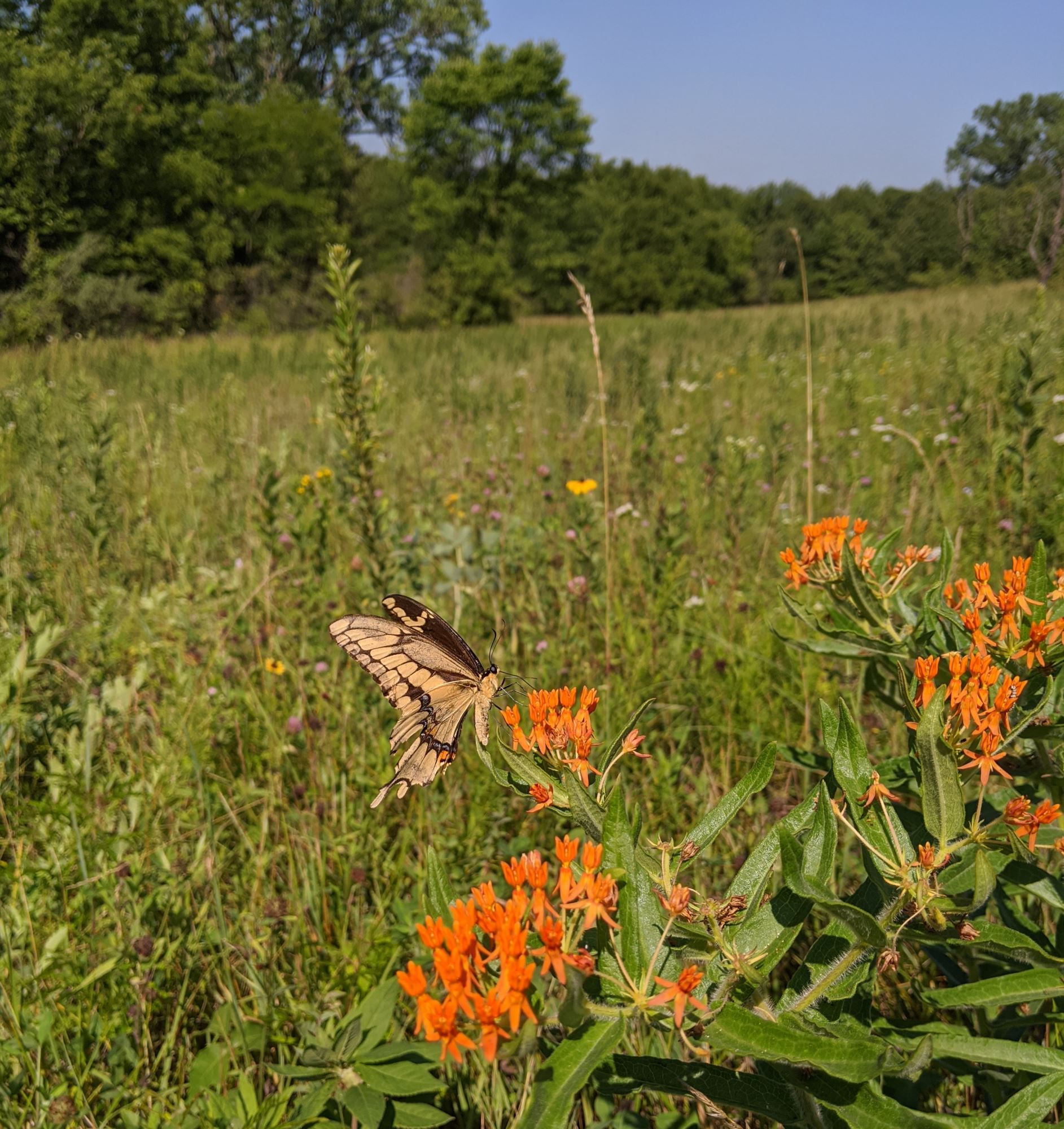 Kirke Woods Wildlife Management Area