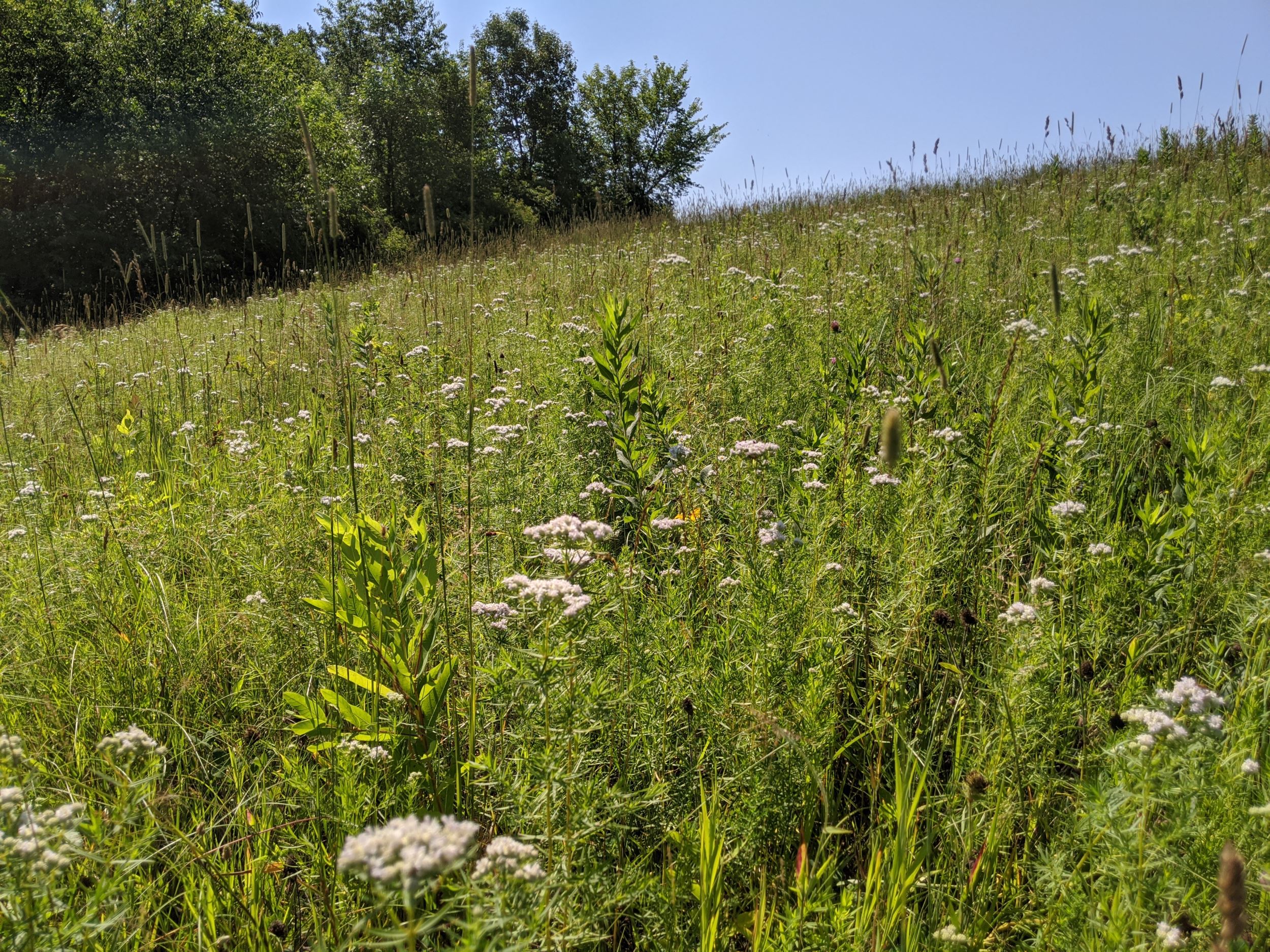 Kirke Woods Wildlife Management Area