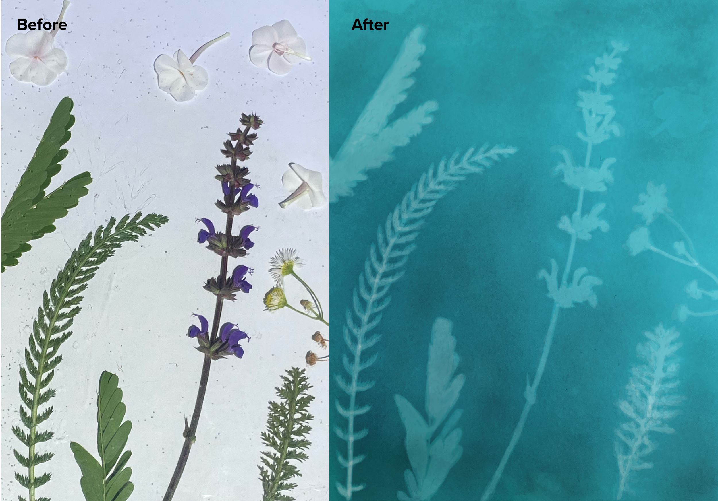 Image of a before and after of a Cyanotype