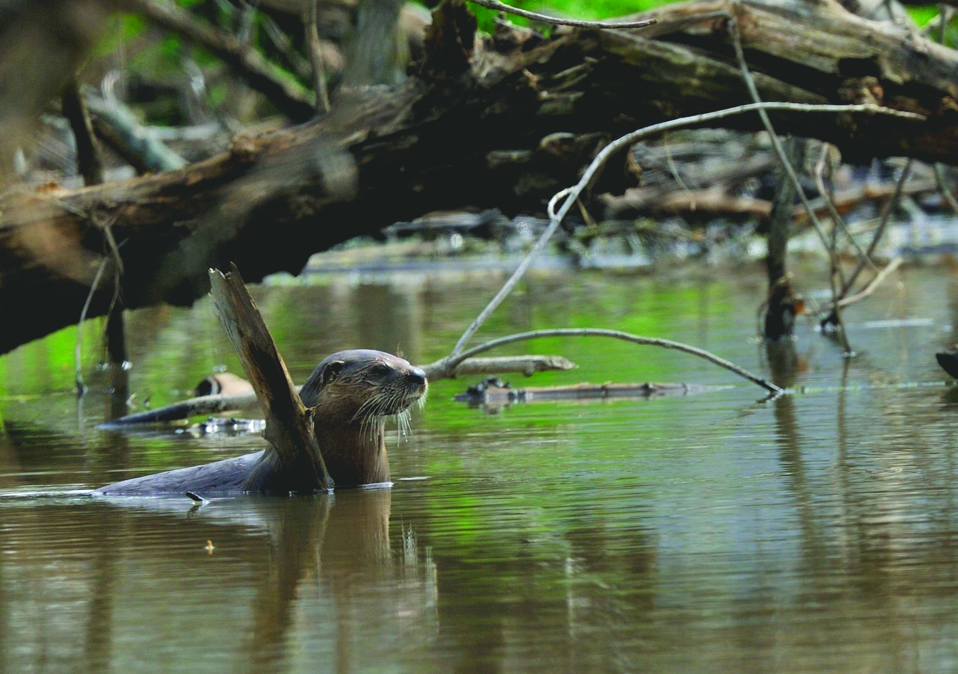 otter