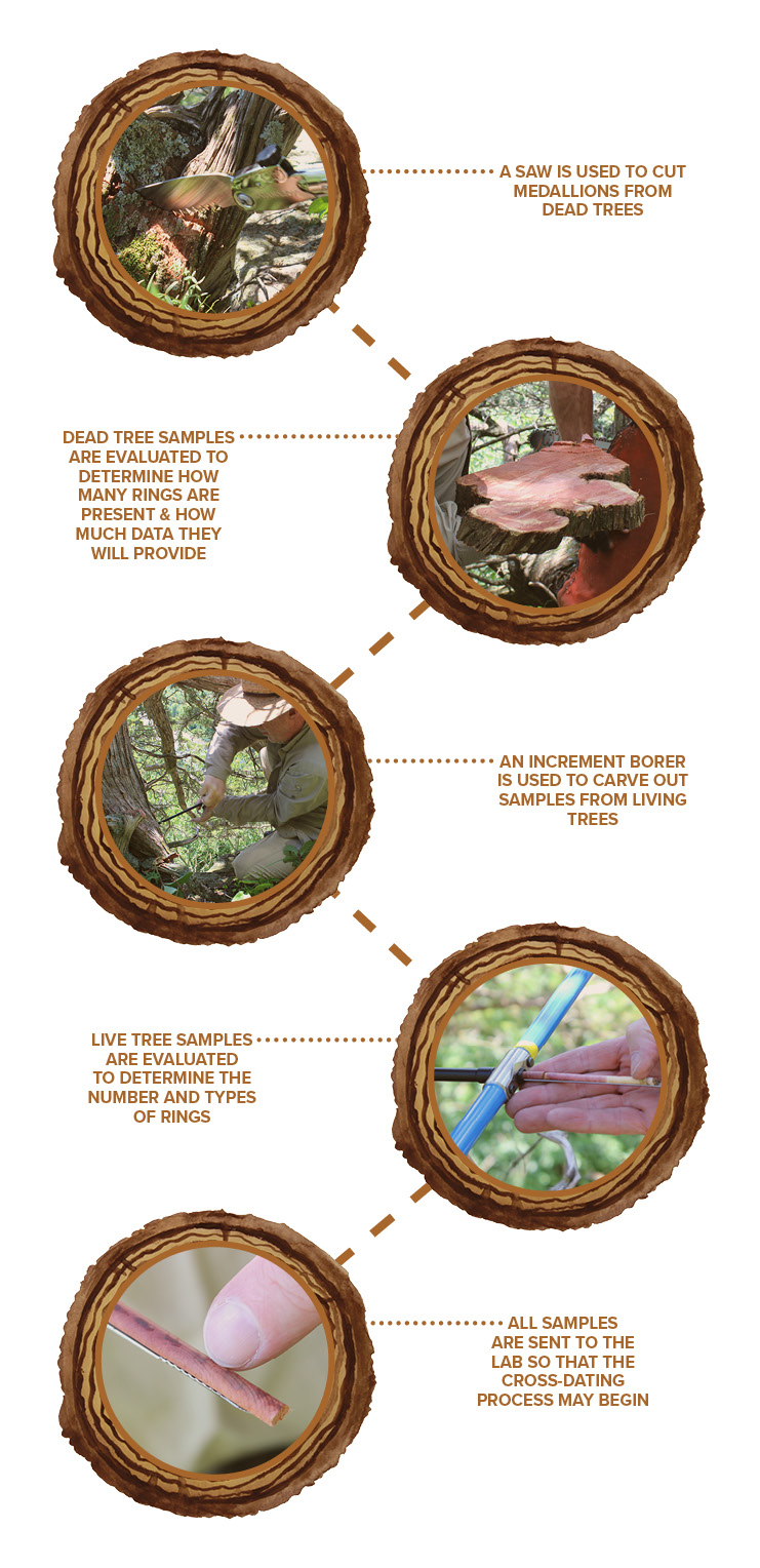 Graphic showing the steps for processing a tree stumps or cross cut
