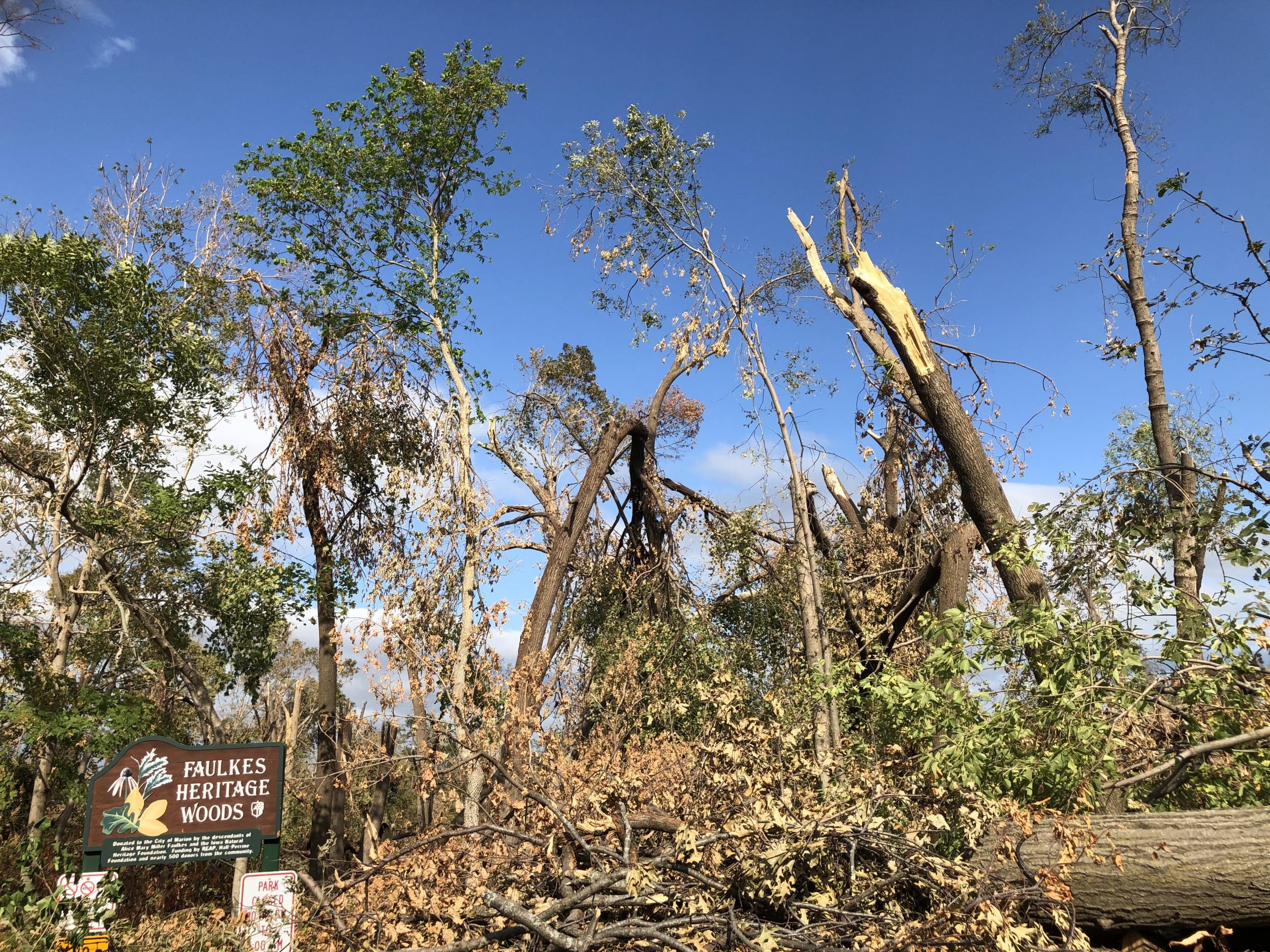 Felled trees at Faulkes Heritage Woods