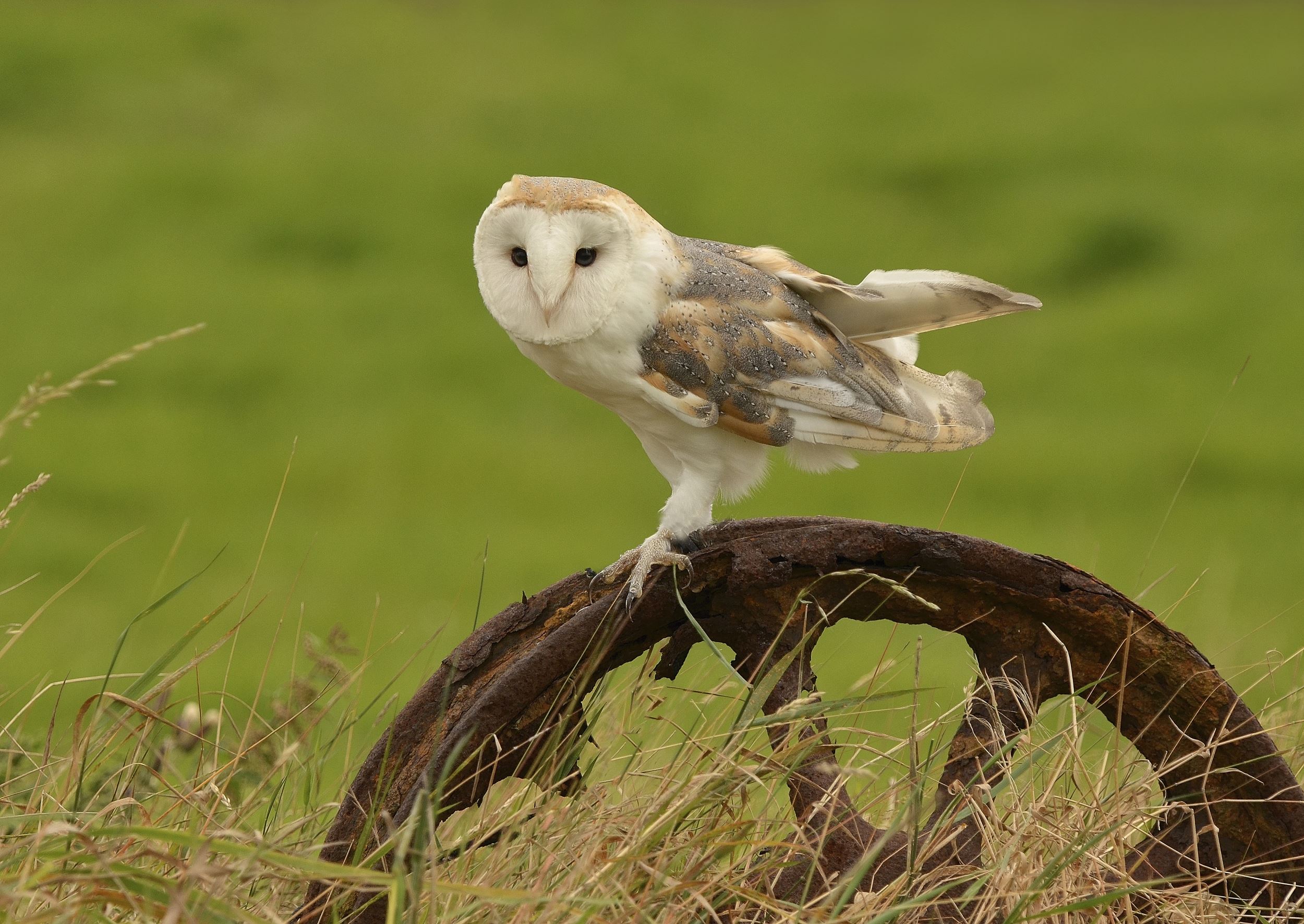 Barn Owl