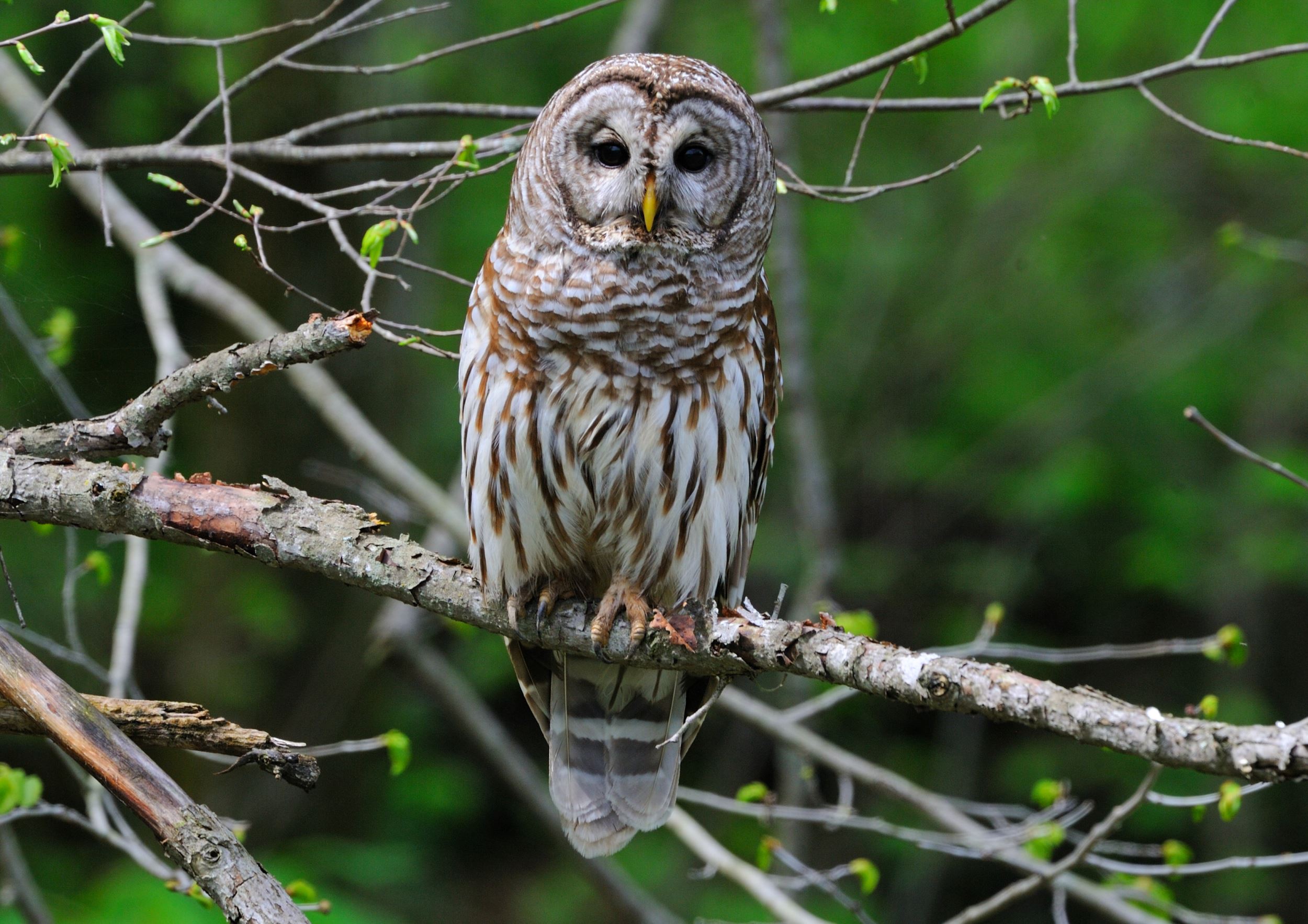 Barred Owl