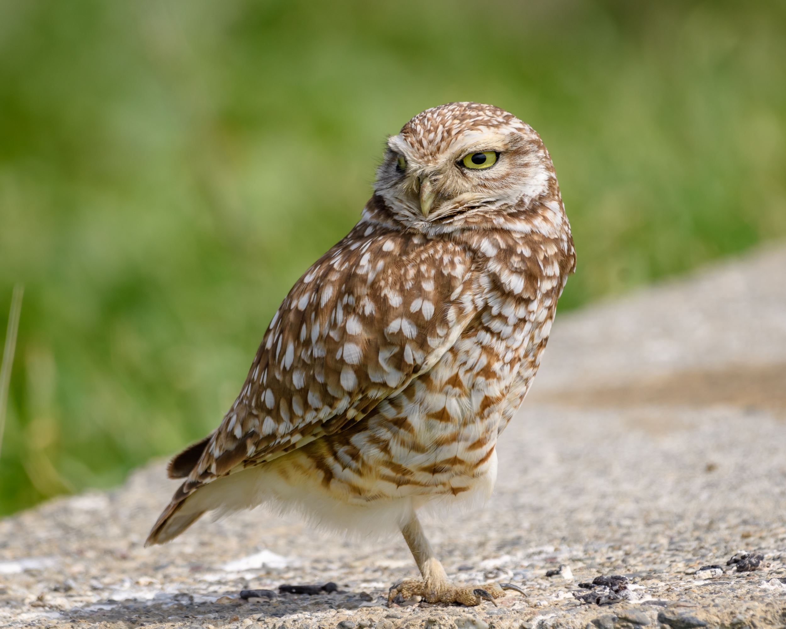 Burrowing Owl