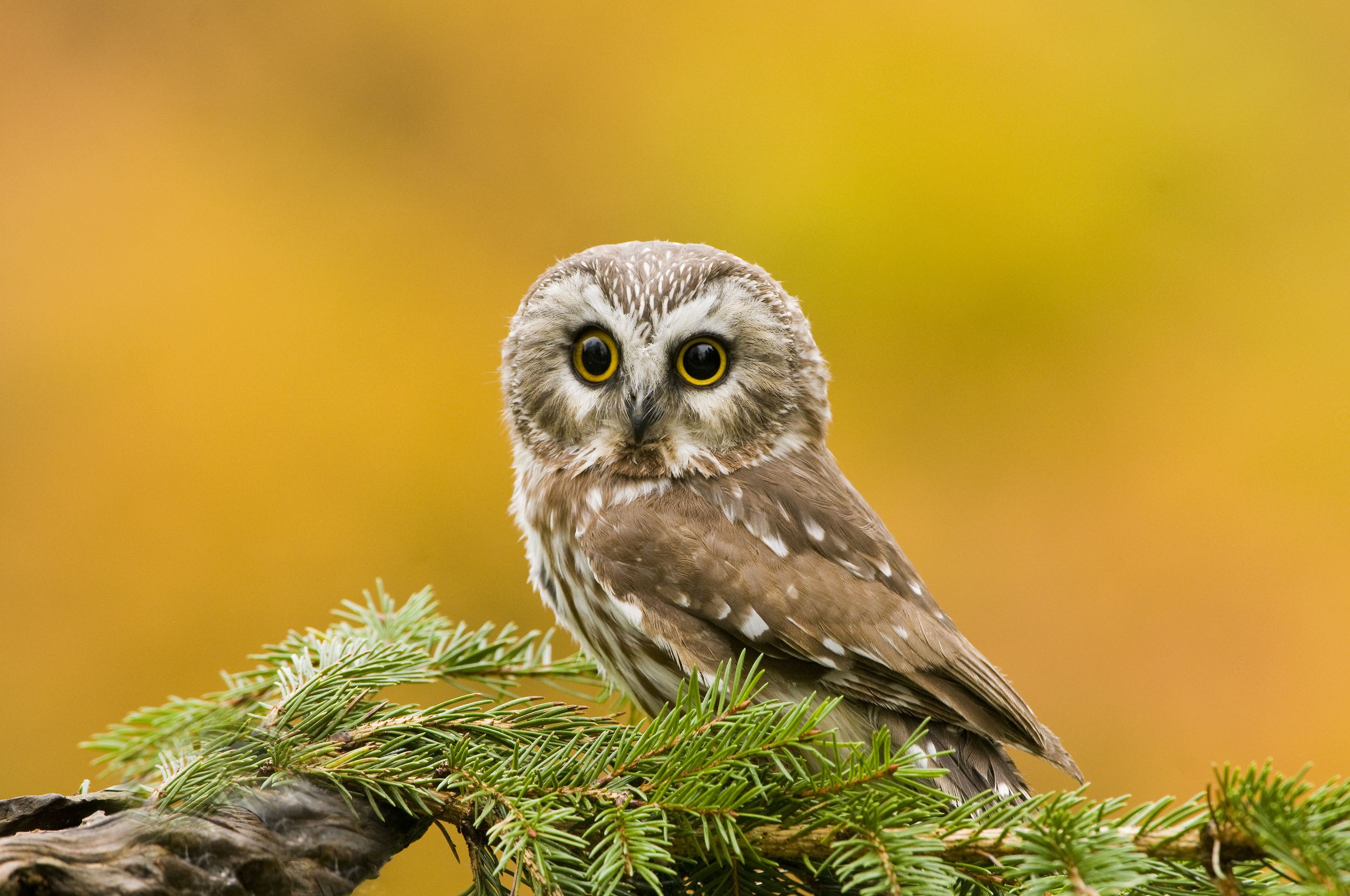 Northern Saw-Whet Owl