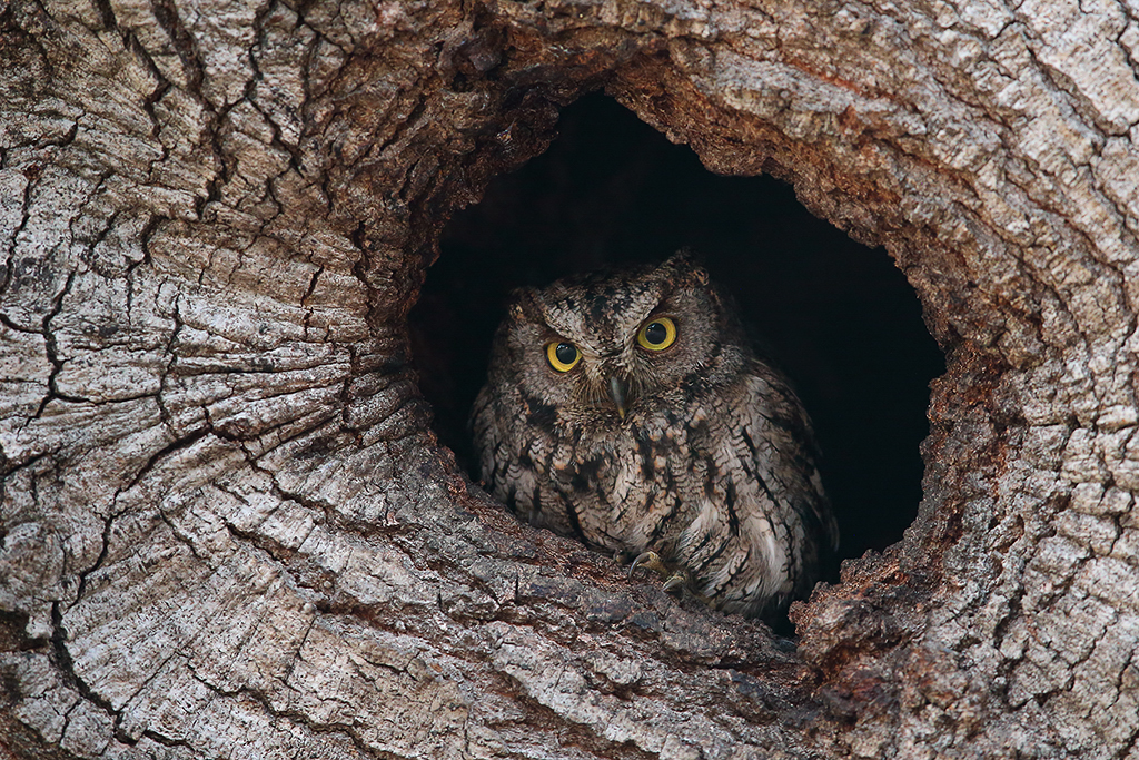 Screech Owl