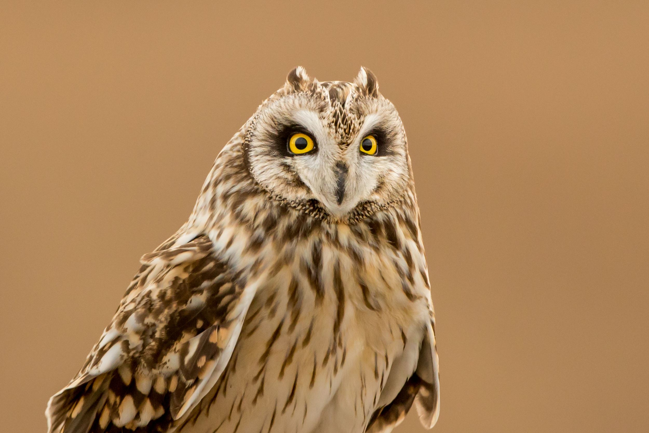 Short-eared Owl