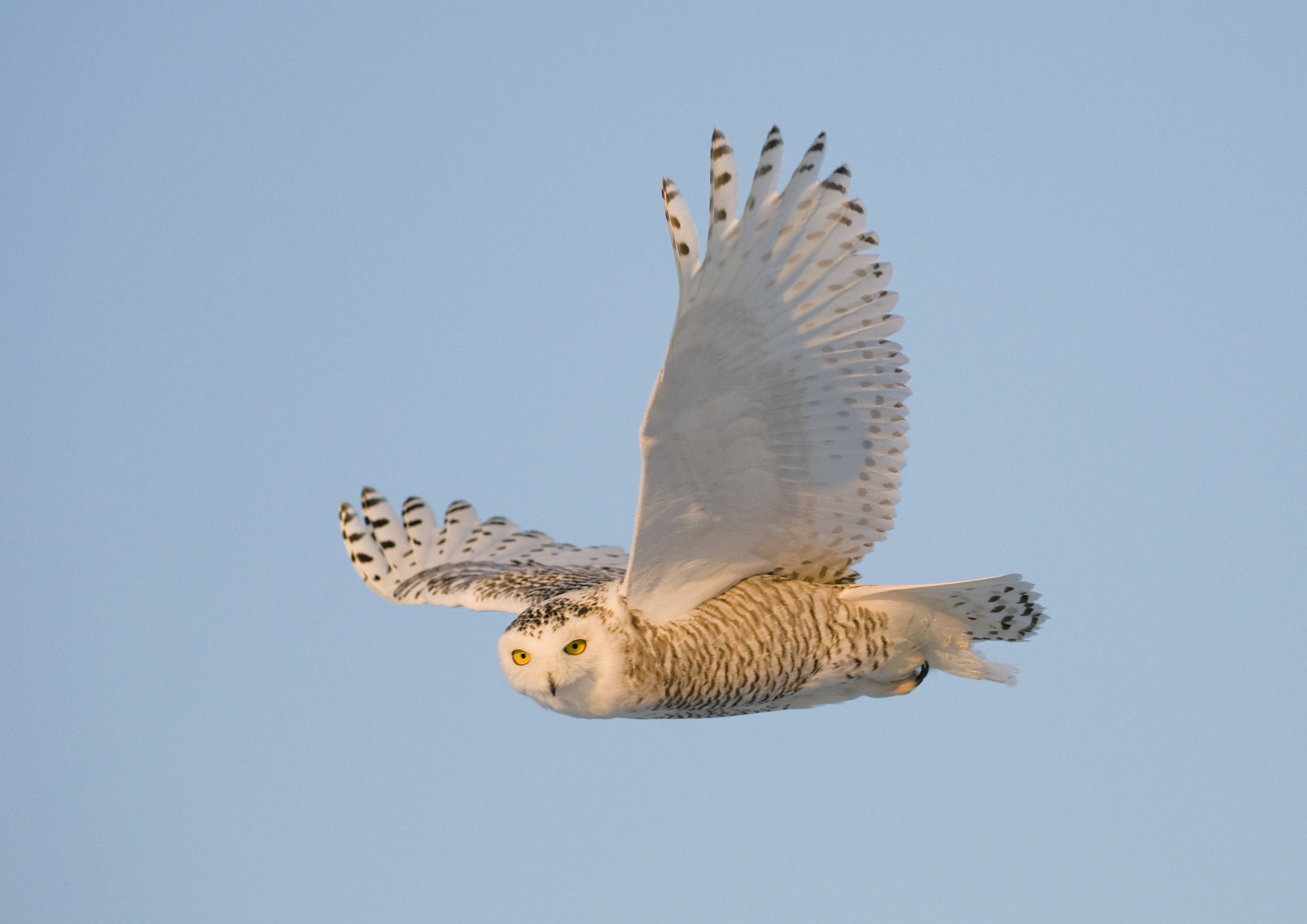 Snowy Owl