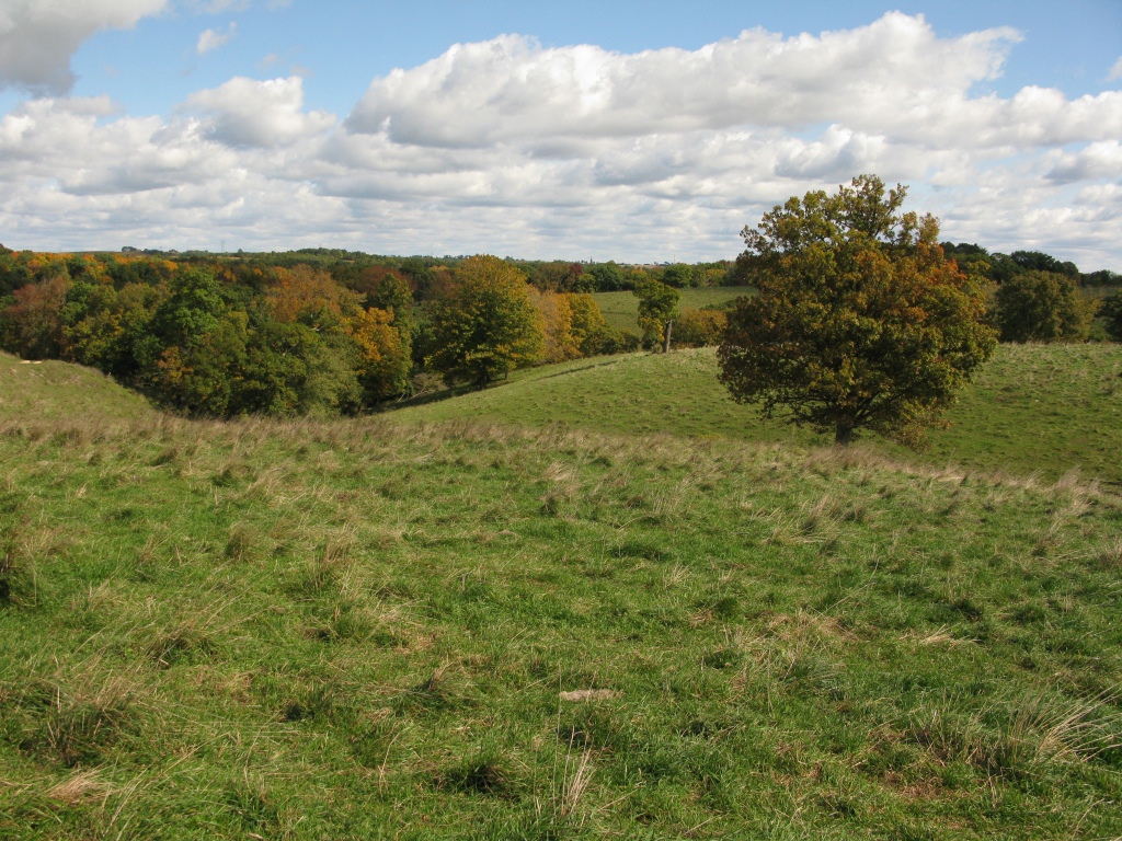 Pasture and woodland