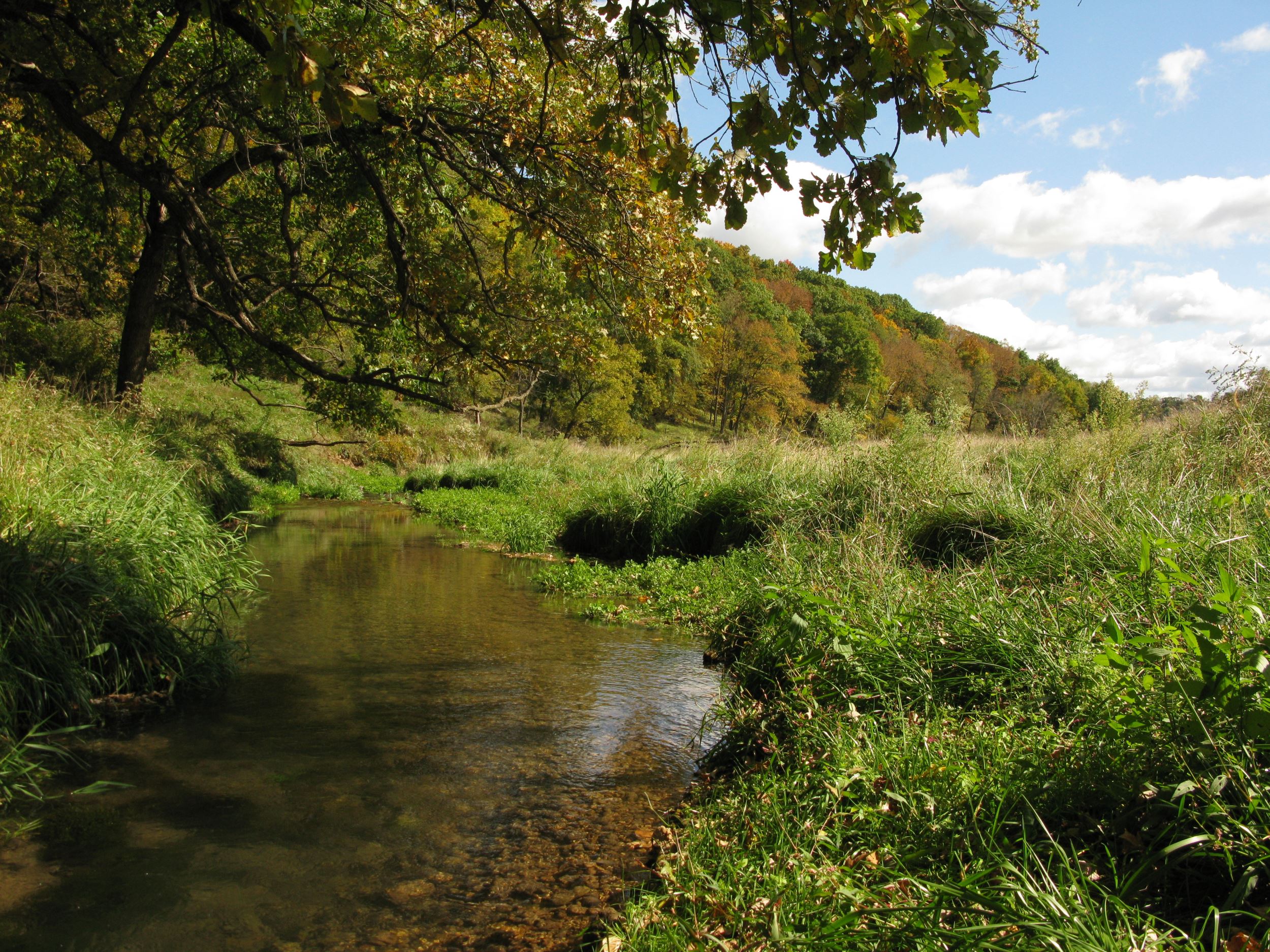 Trout stream