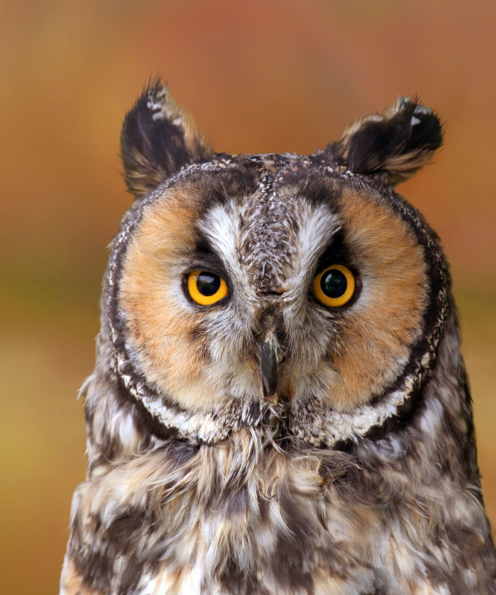 Long-eared Owl