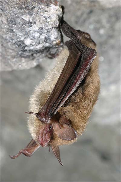 Northern Long Eared Bat