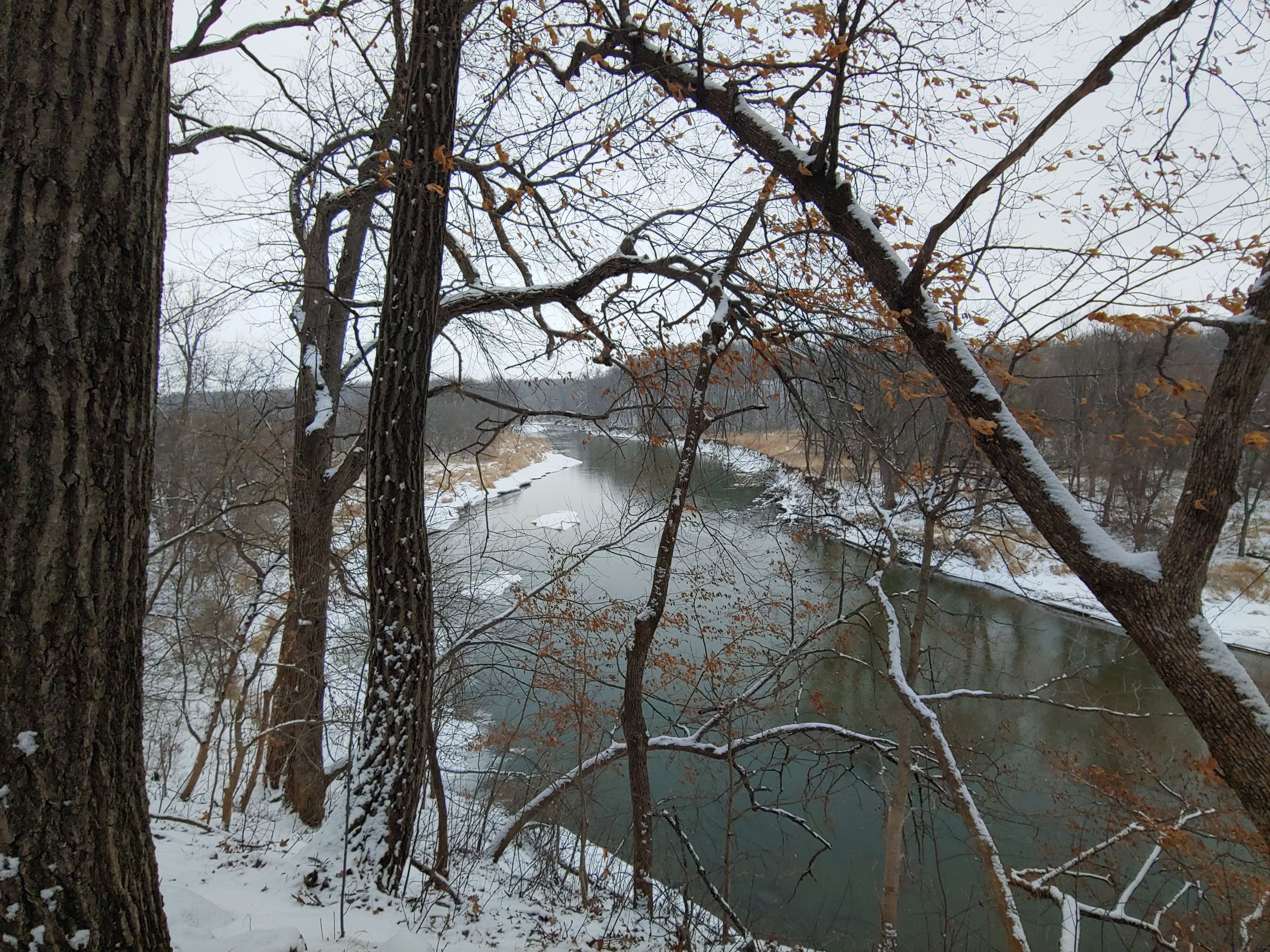 Myotis Bluff
